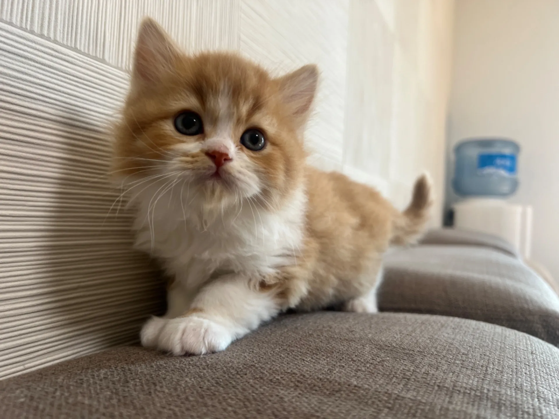 スコティッシュフォールド(1/30生)