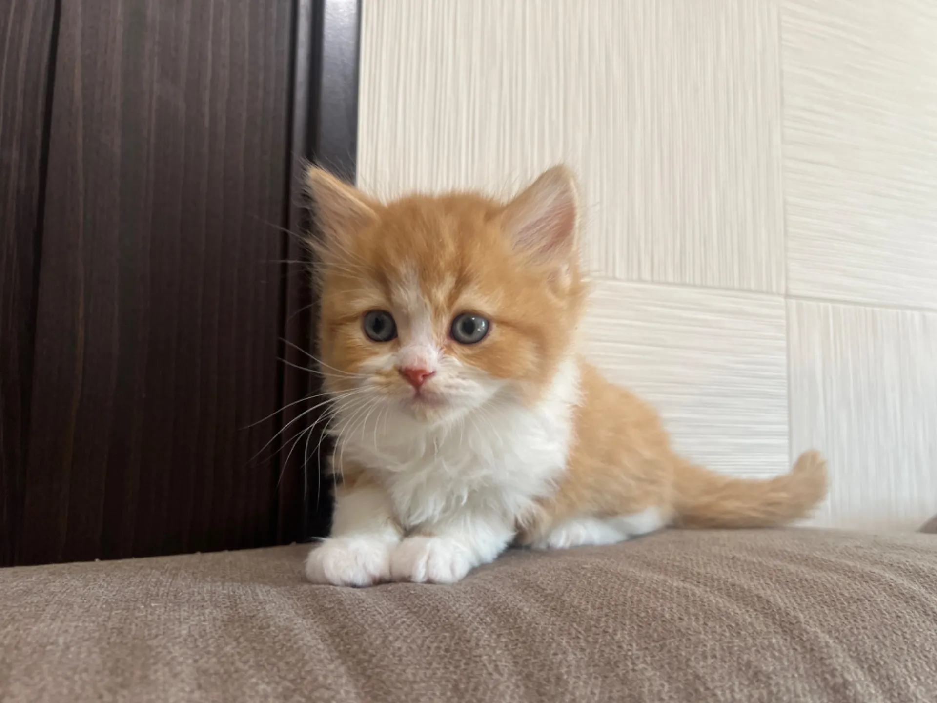 スコティッシュフォールド(1/30生)