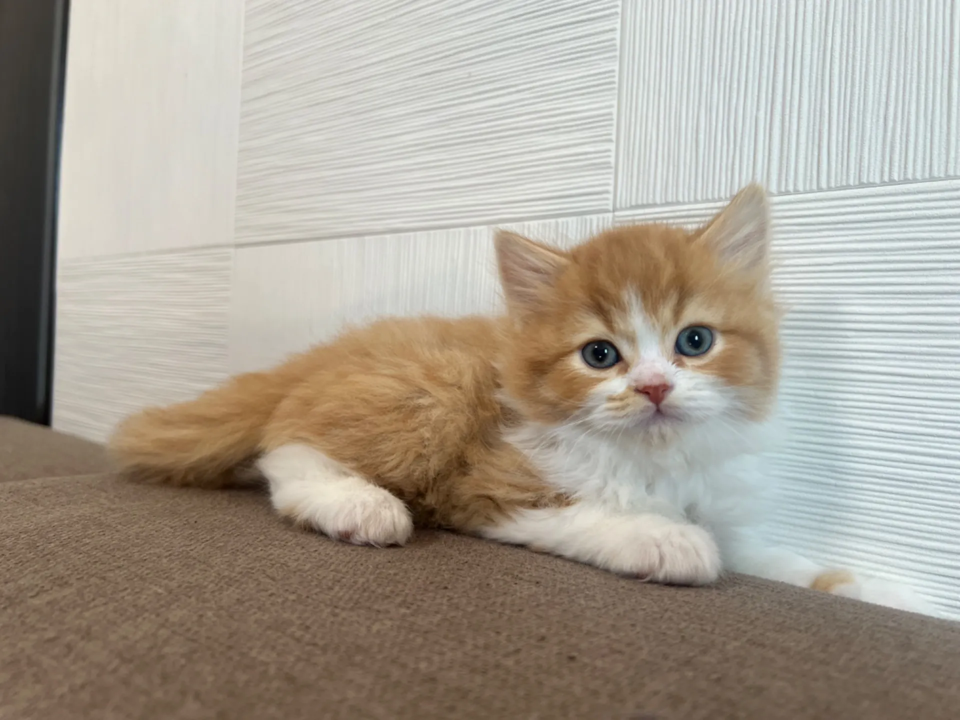 スコティッシュフォールド(1/30生)