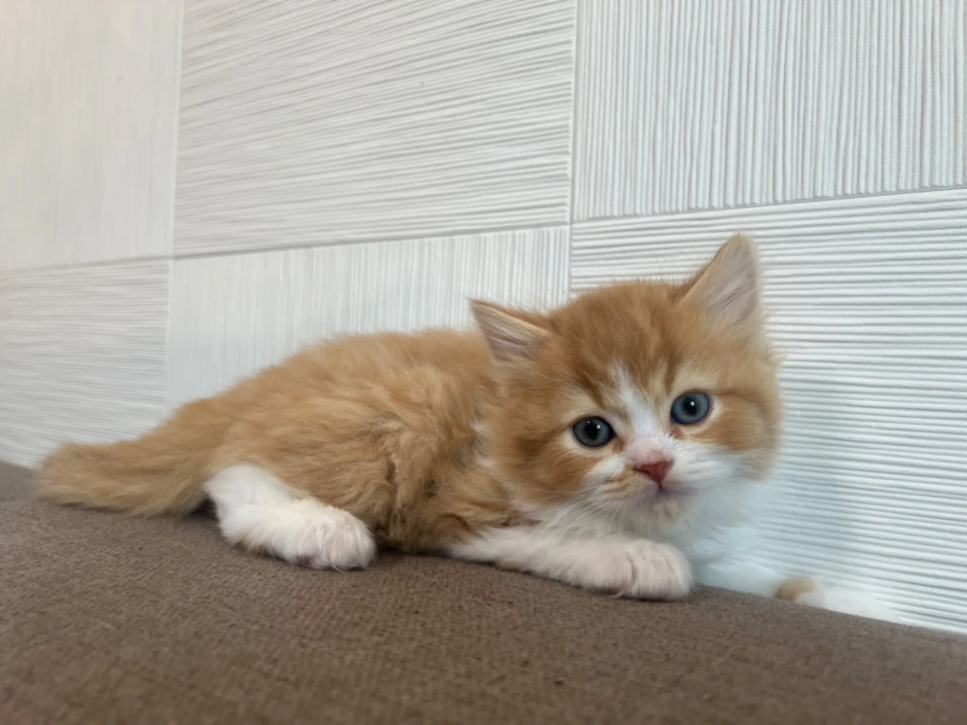 スコティッシュフォールド(1/30生)