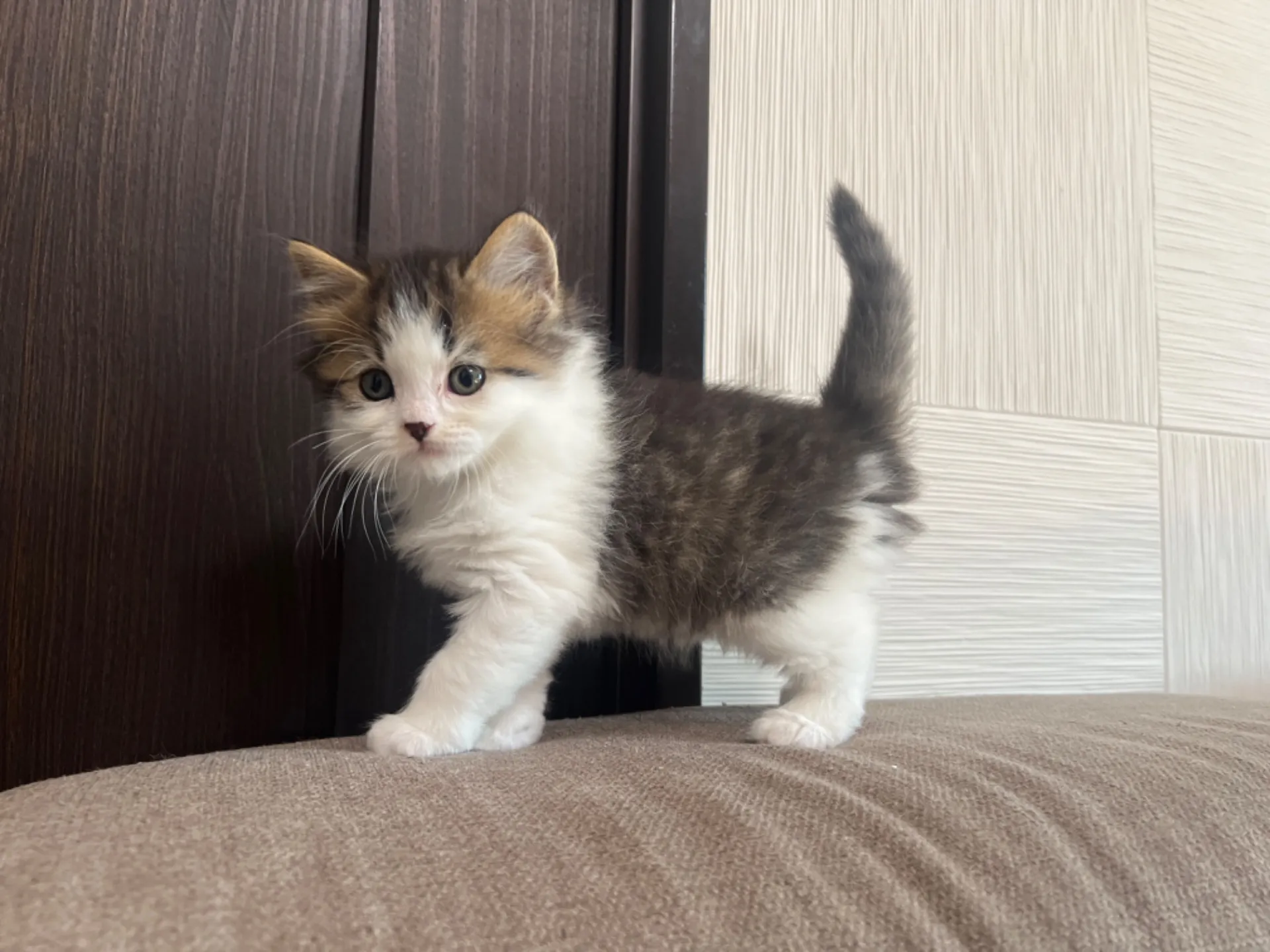 スコティッシュフォールド(1/30生)