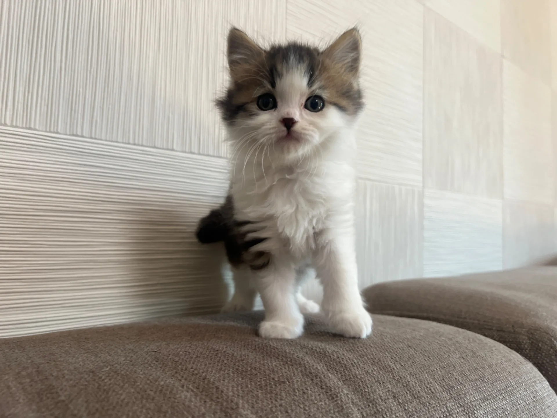 スコティッシュフォールド(1/30生)