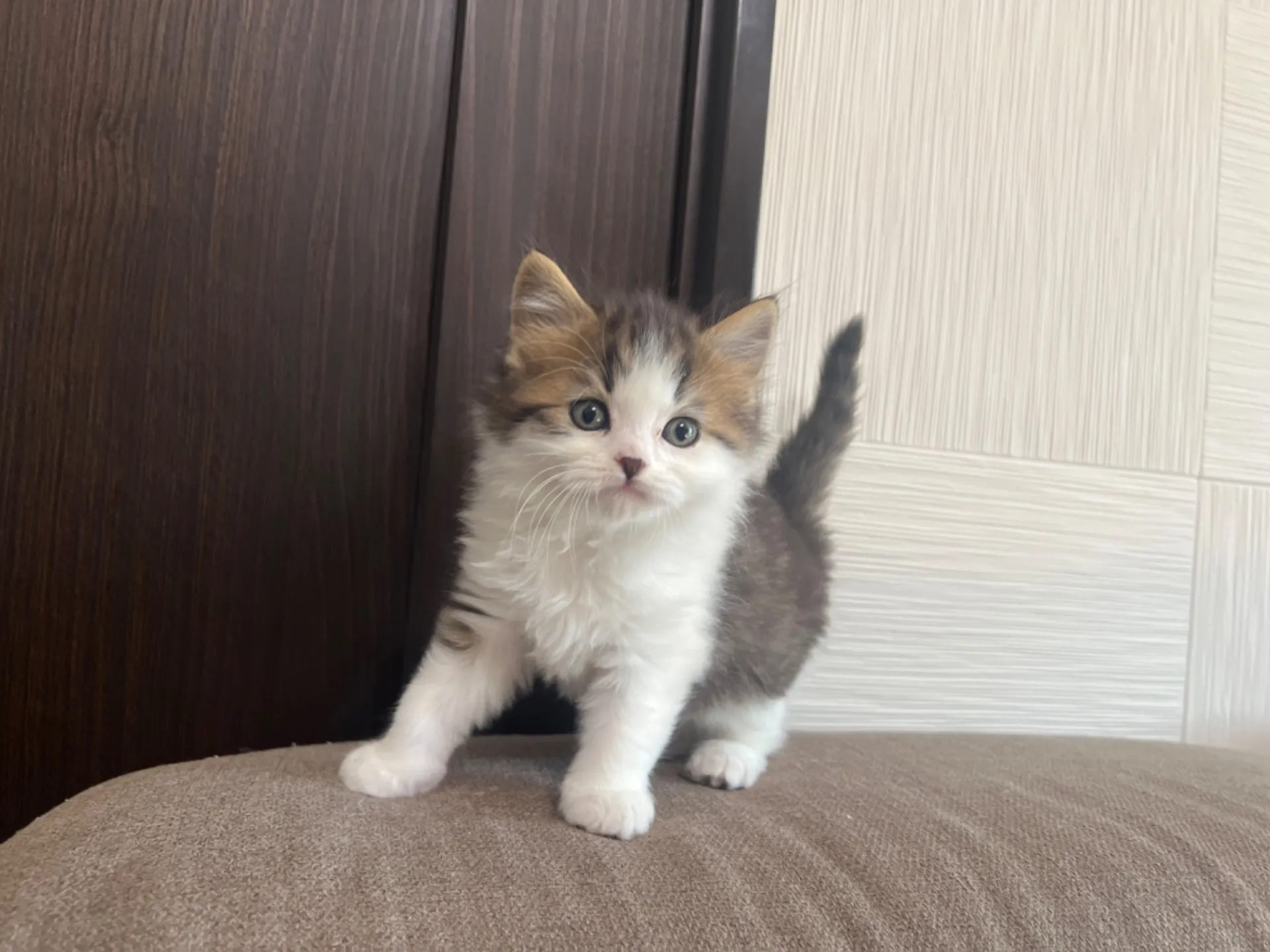 スコティッシュフォールド(1/30生)