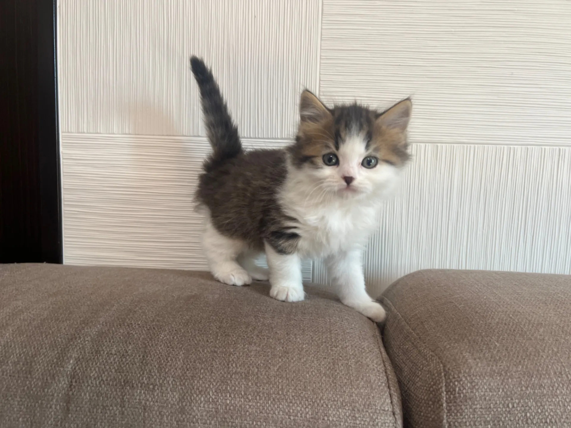 スコティッシュフォールド(1/30生)