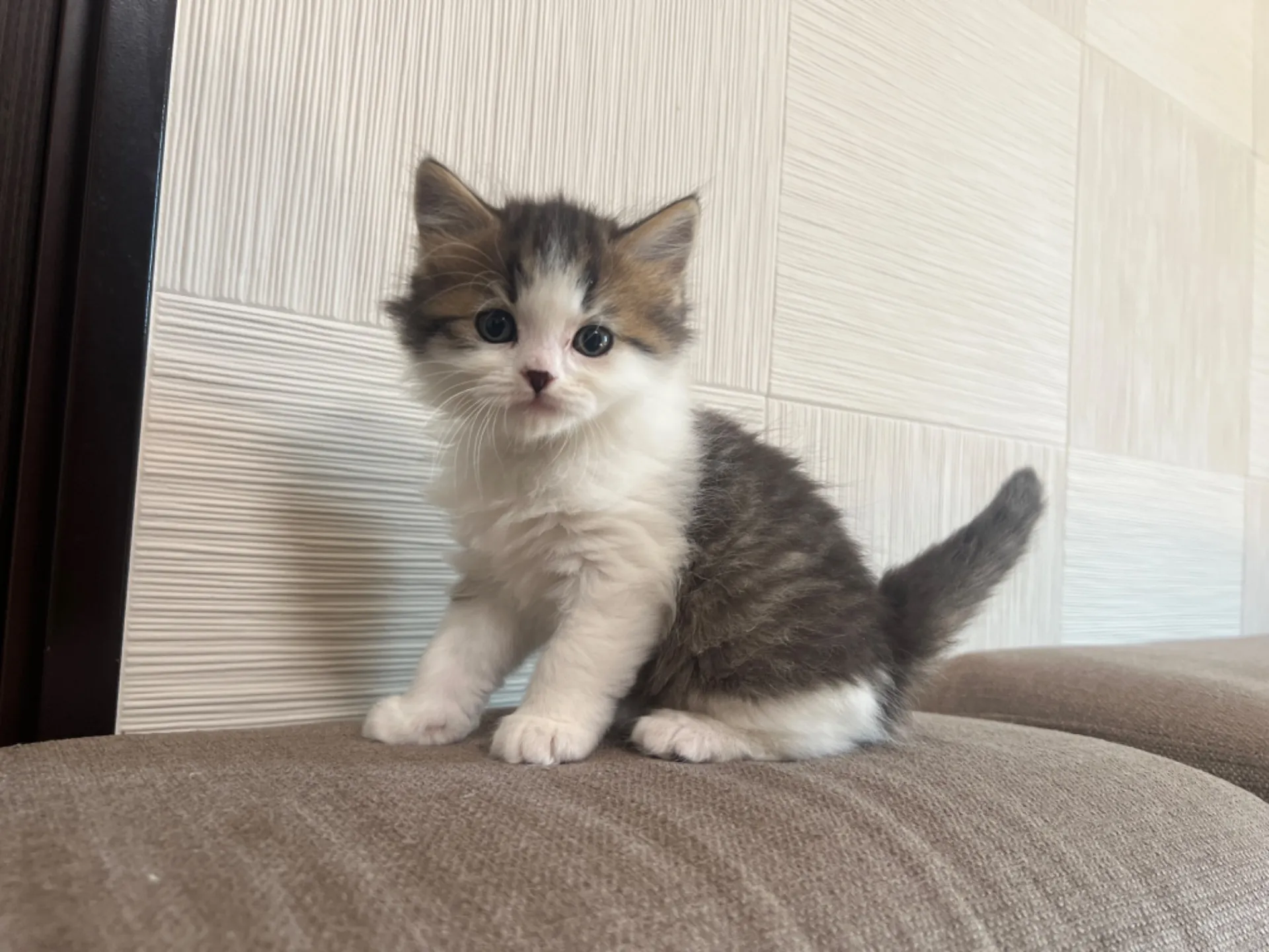 スコティッシュフォールド(1/30生)