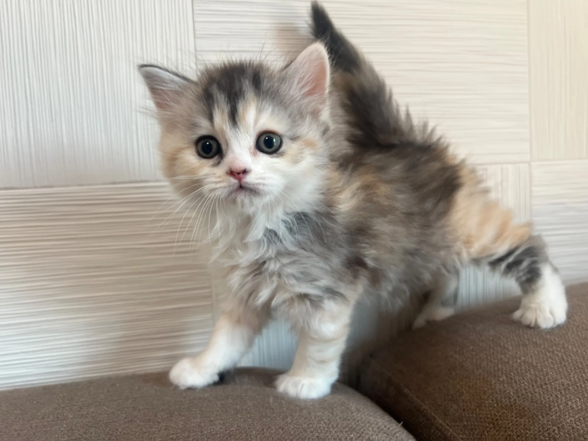 スコティッシュフォールド(1/30生)