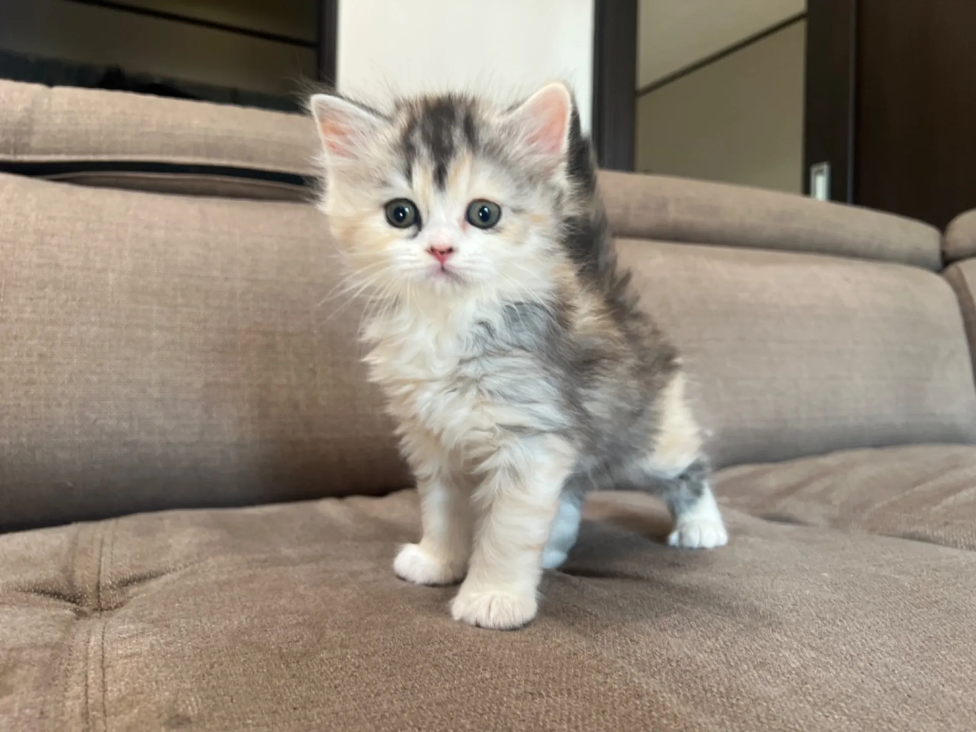 スコティッシュフォールド(1/30生)