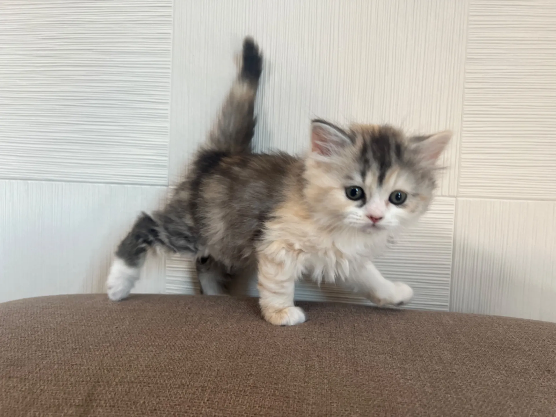 スコティッシュフォールド(1/30生)