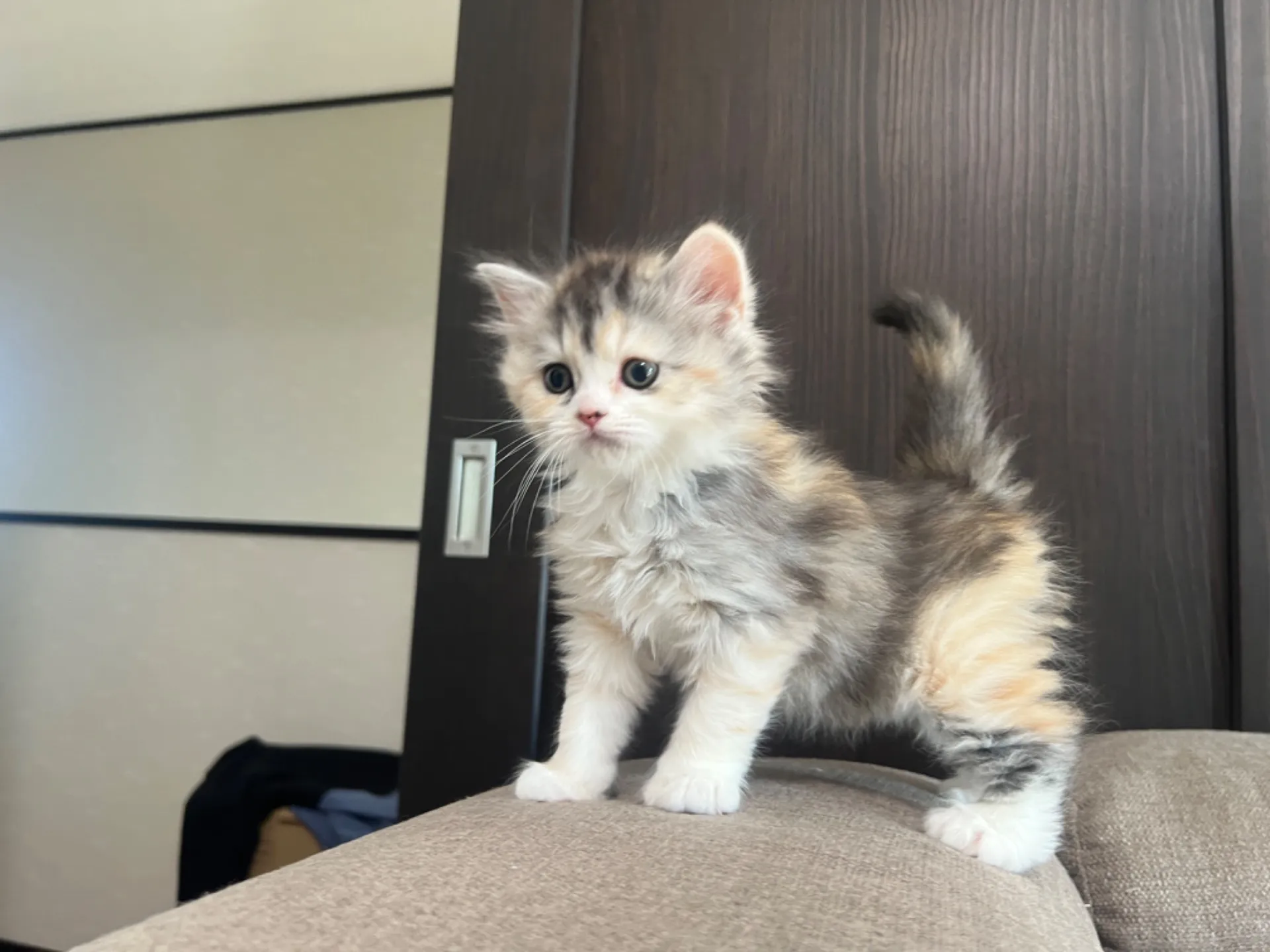 スコティッシュフォールド(1/30生)