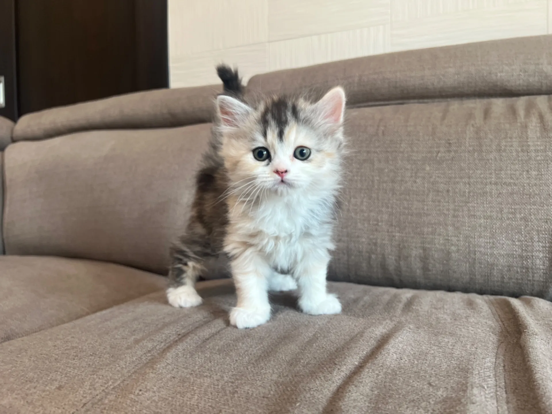 スコティッシュフォールド(1/30生)