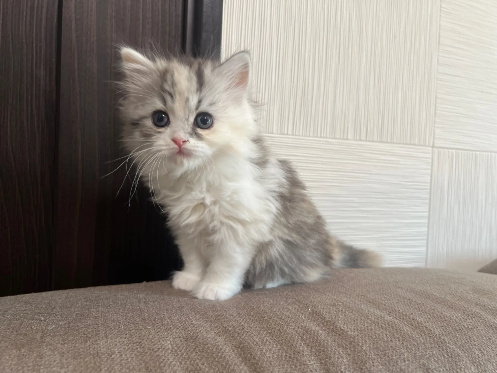 スコティッシュフォールド(1/30生)