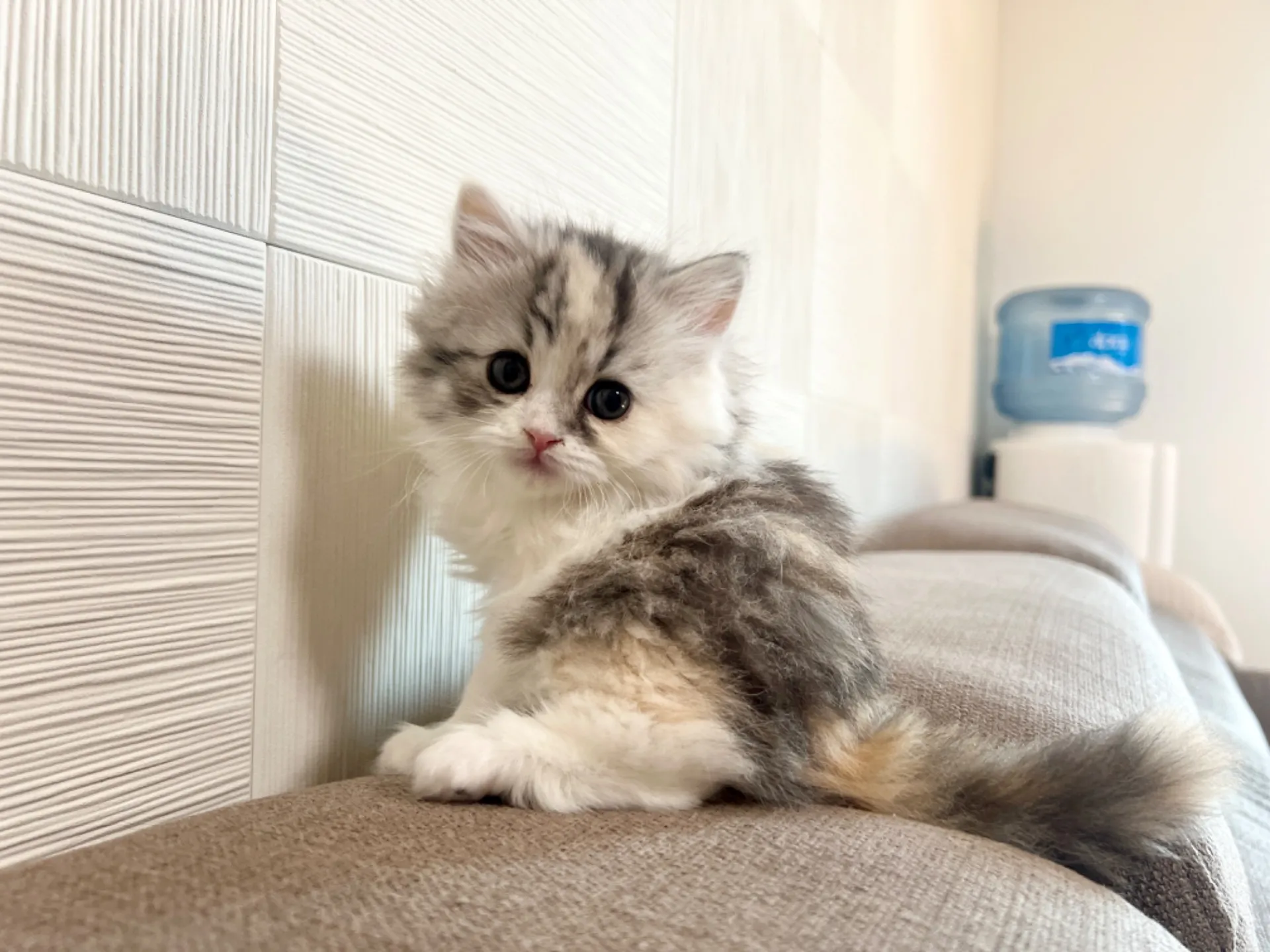 スコティッシュフォールド(1/30生)