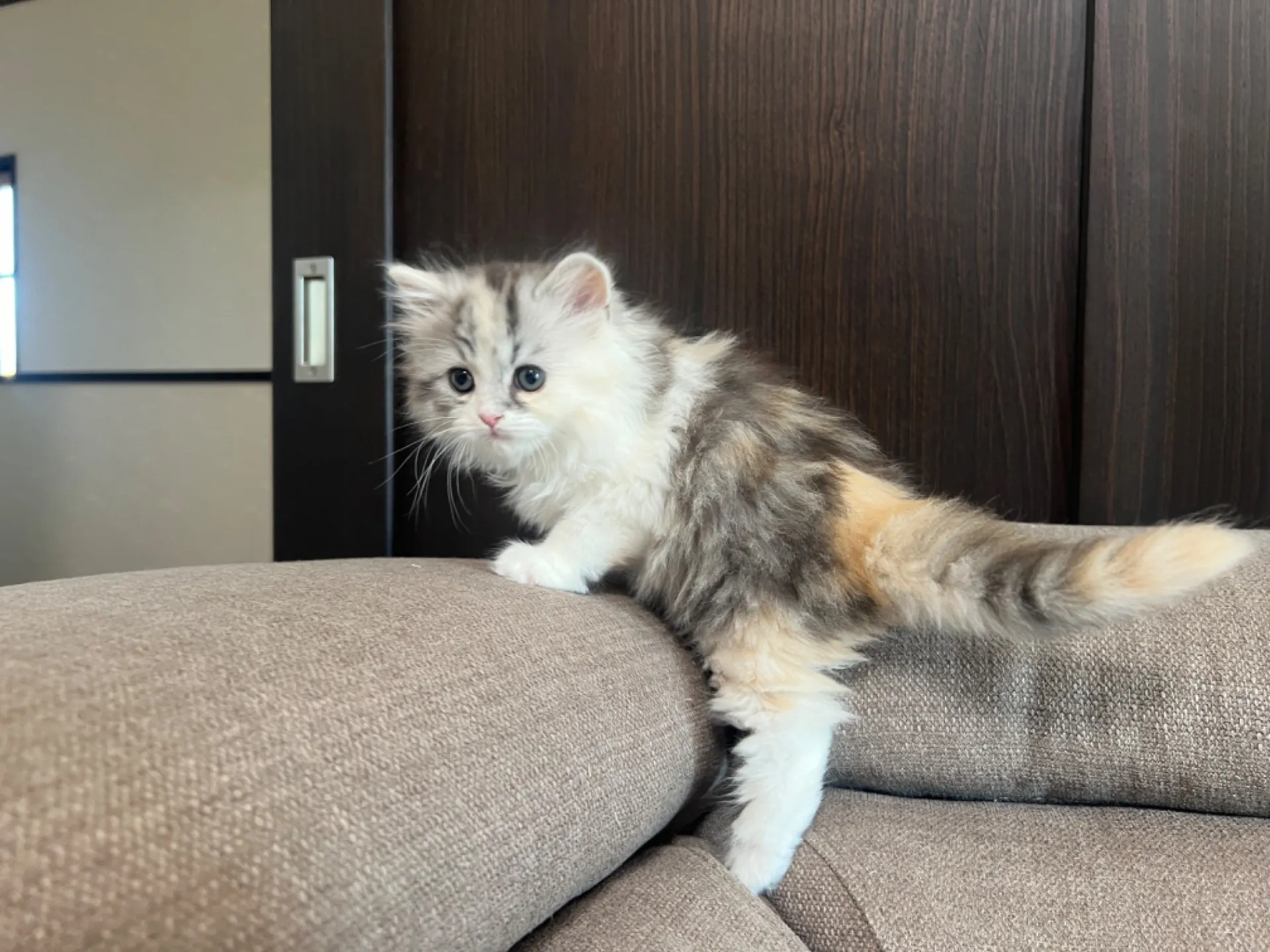 スコティッシュフォールド(1/30生)