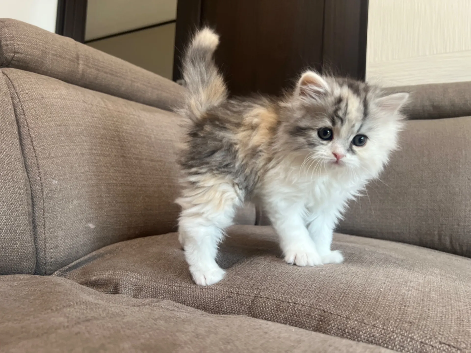 スコティッシュフォールド(1/30生)