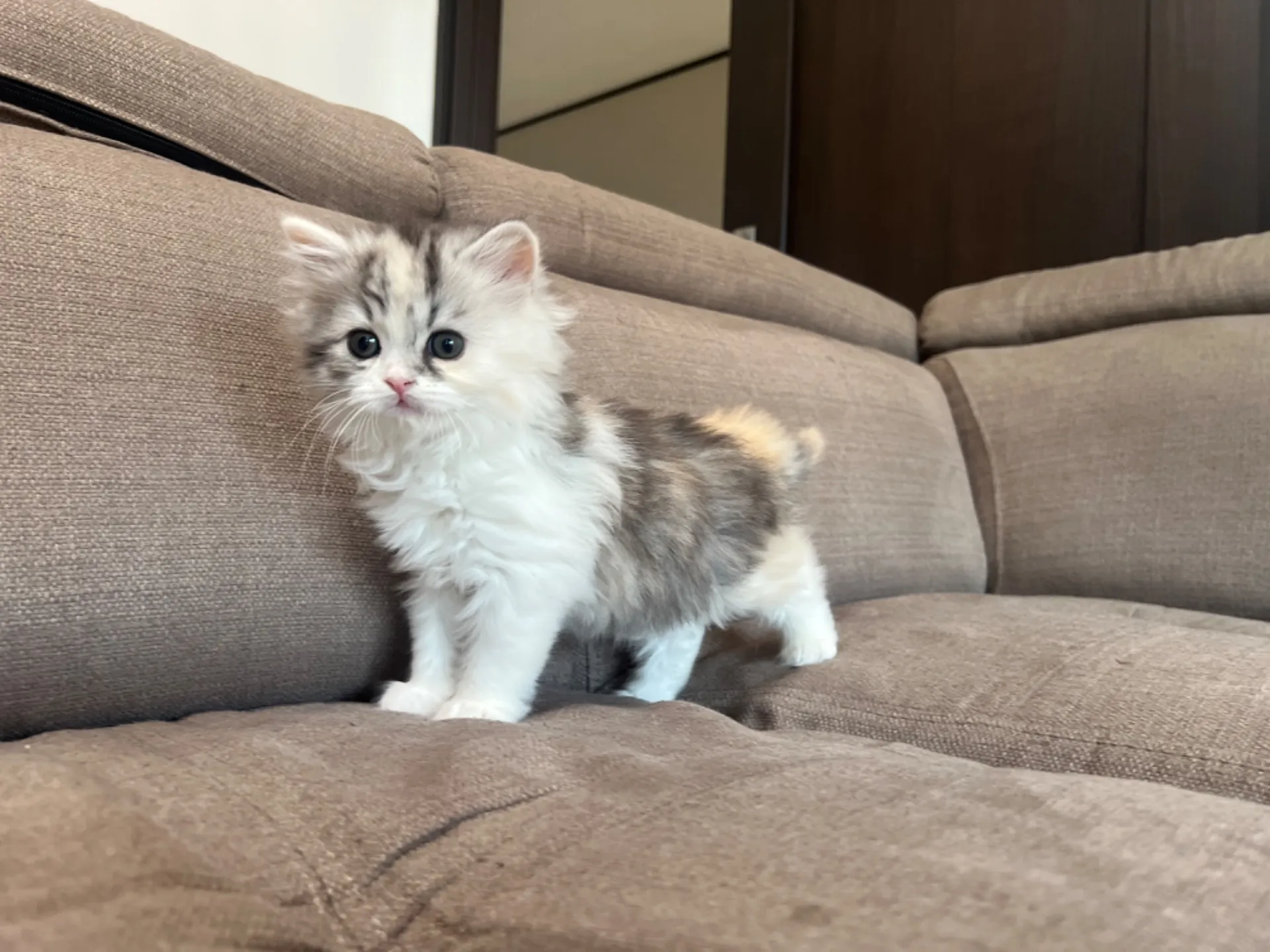 スコティッシュフォールド(1/30生)