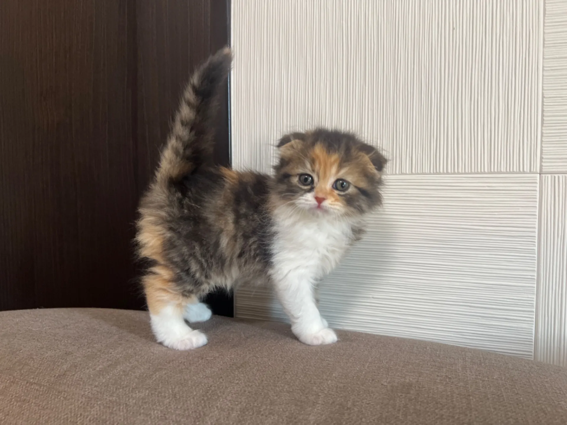 スコティッシュフォールド(1/30生)