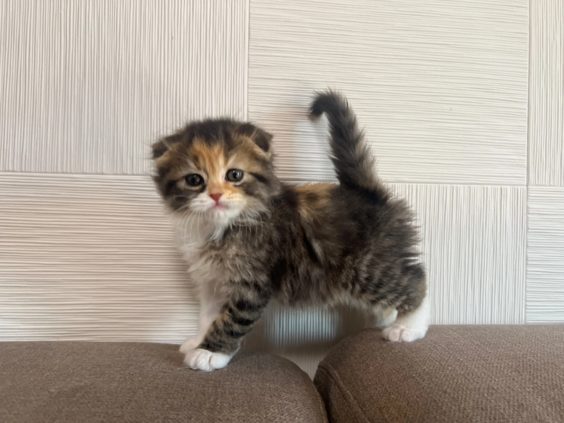 スコティッシュフォールド(1/30生)