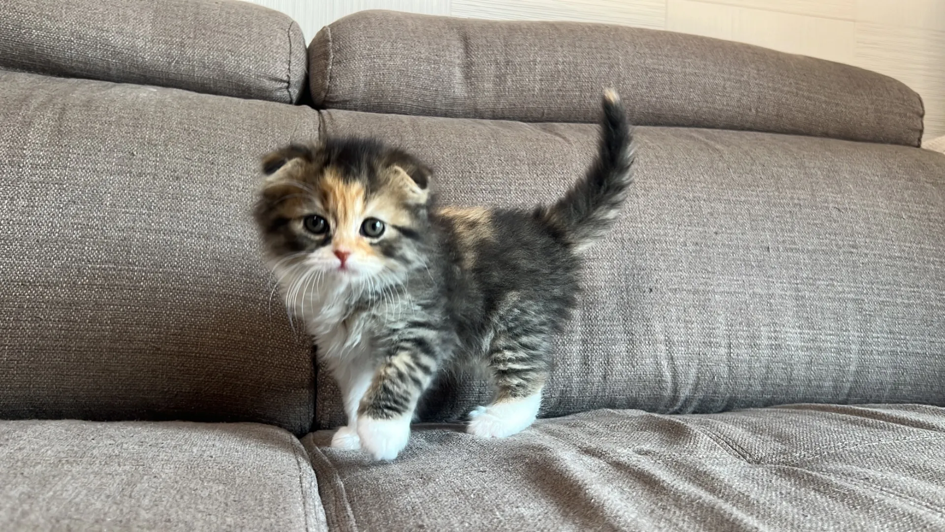 スコティッシュフォールド(1/30生)