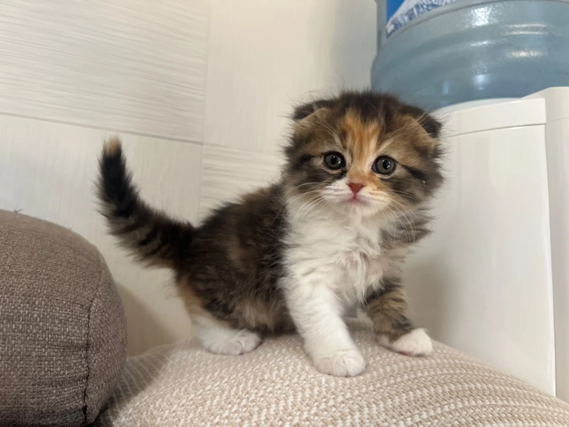 スコティッシュフォールド(1/30生)