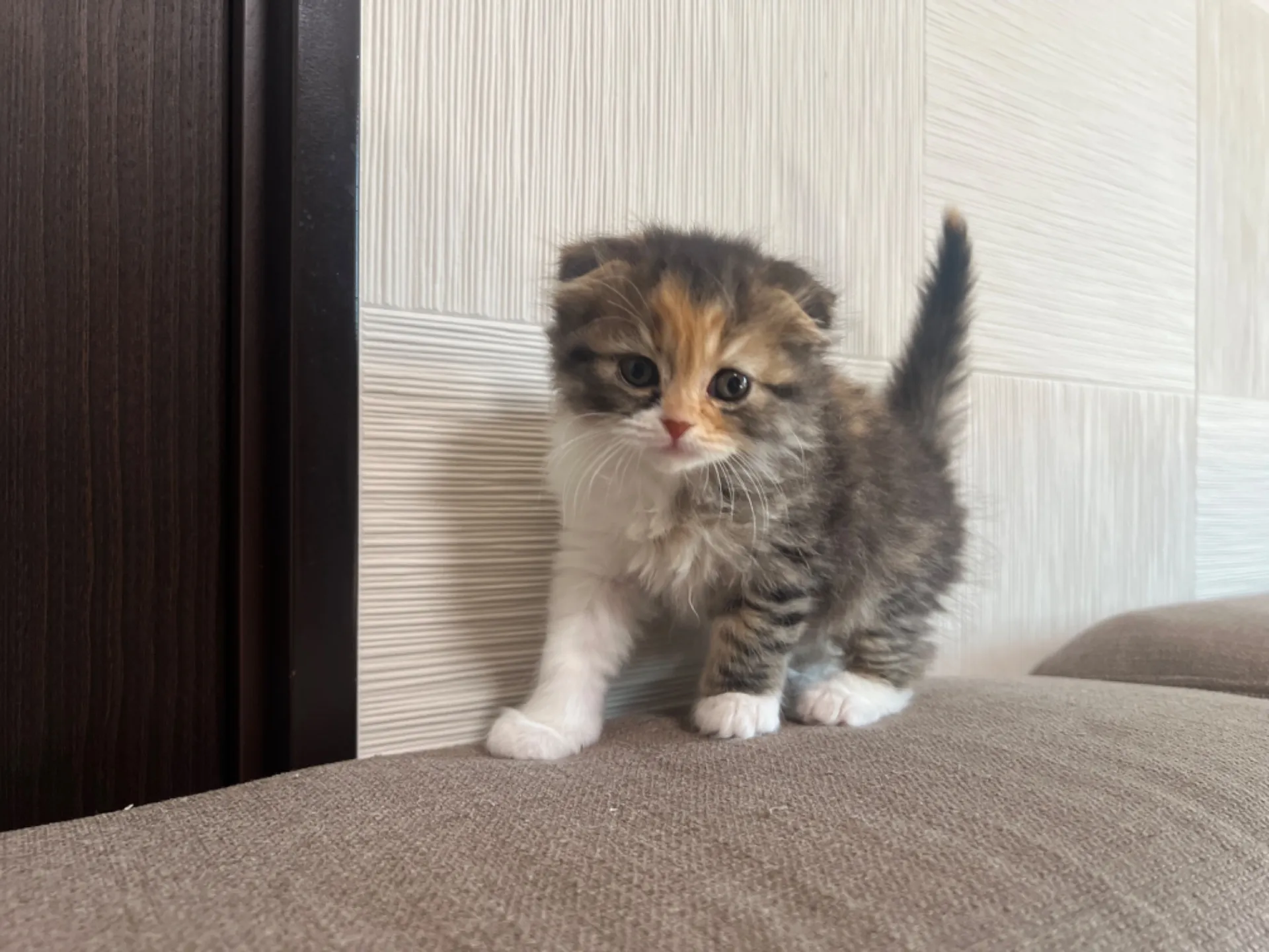 スコティッシュフォールド(1/30生)