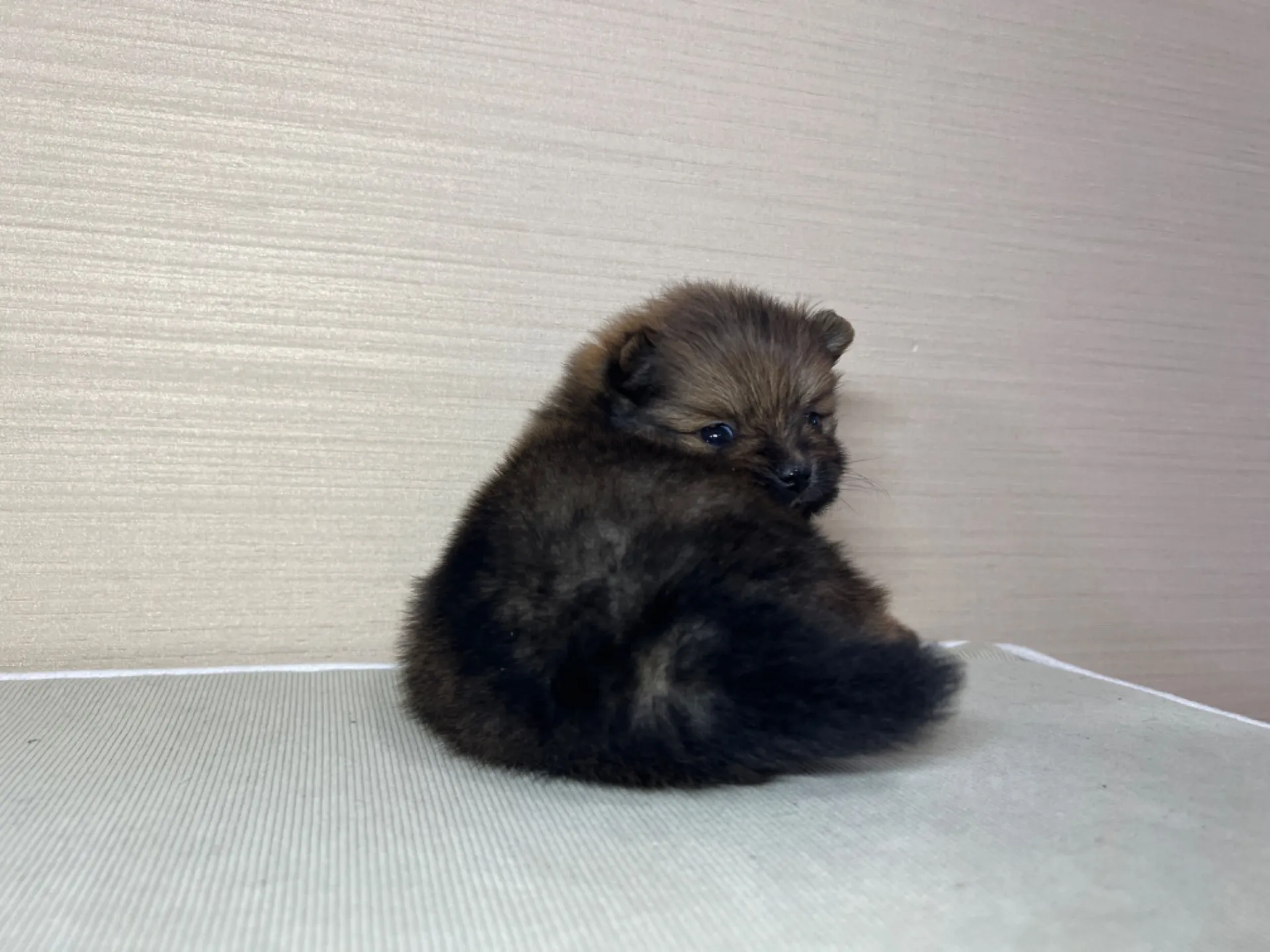 ポメラニアン(2/16)