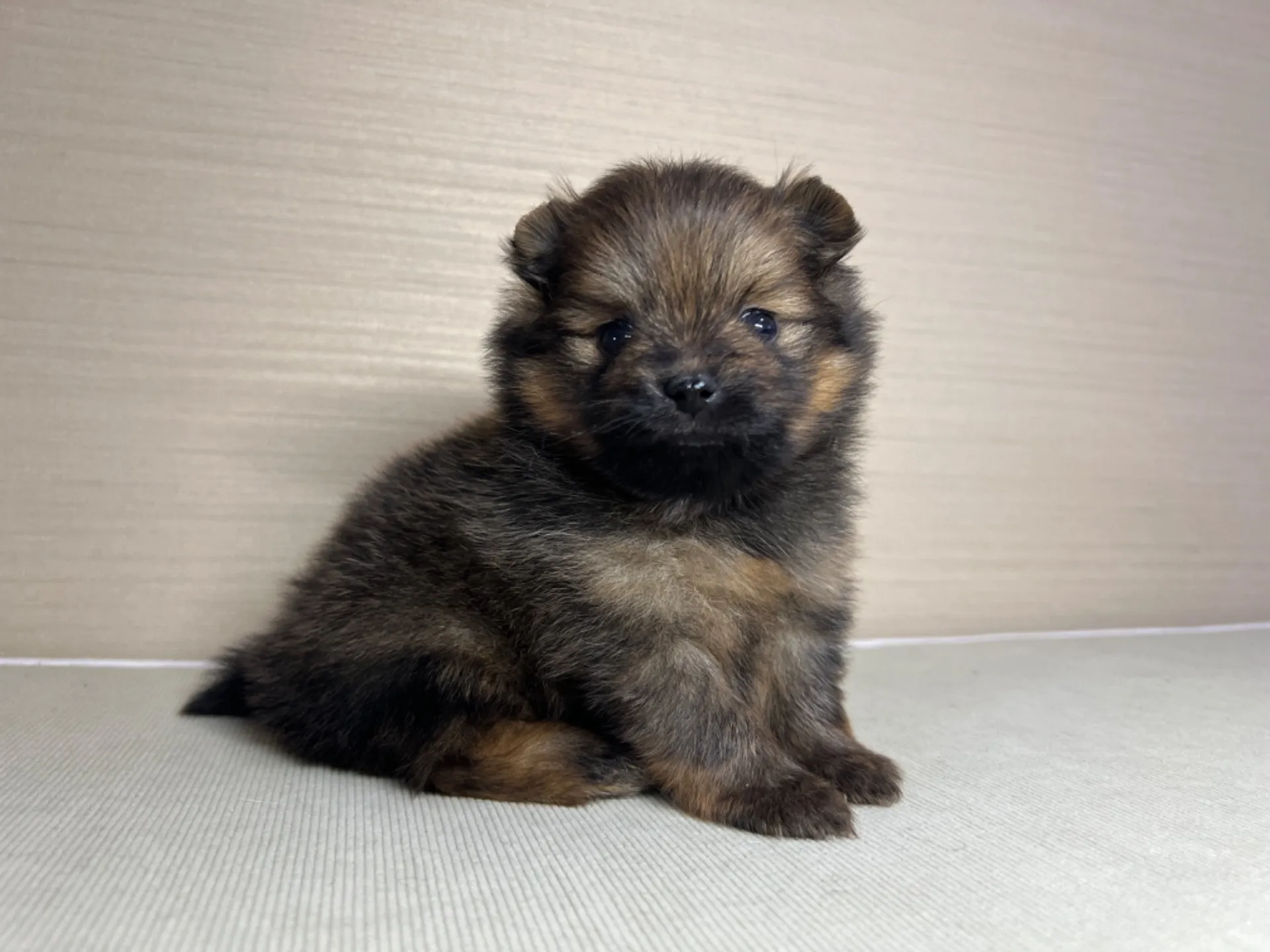 ポメラニアン(2/16)