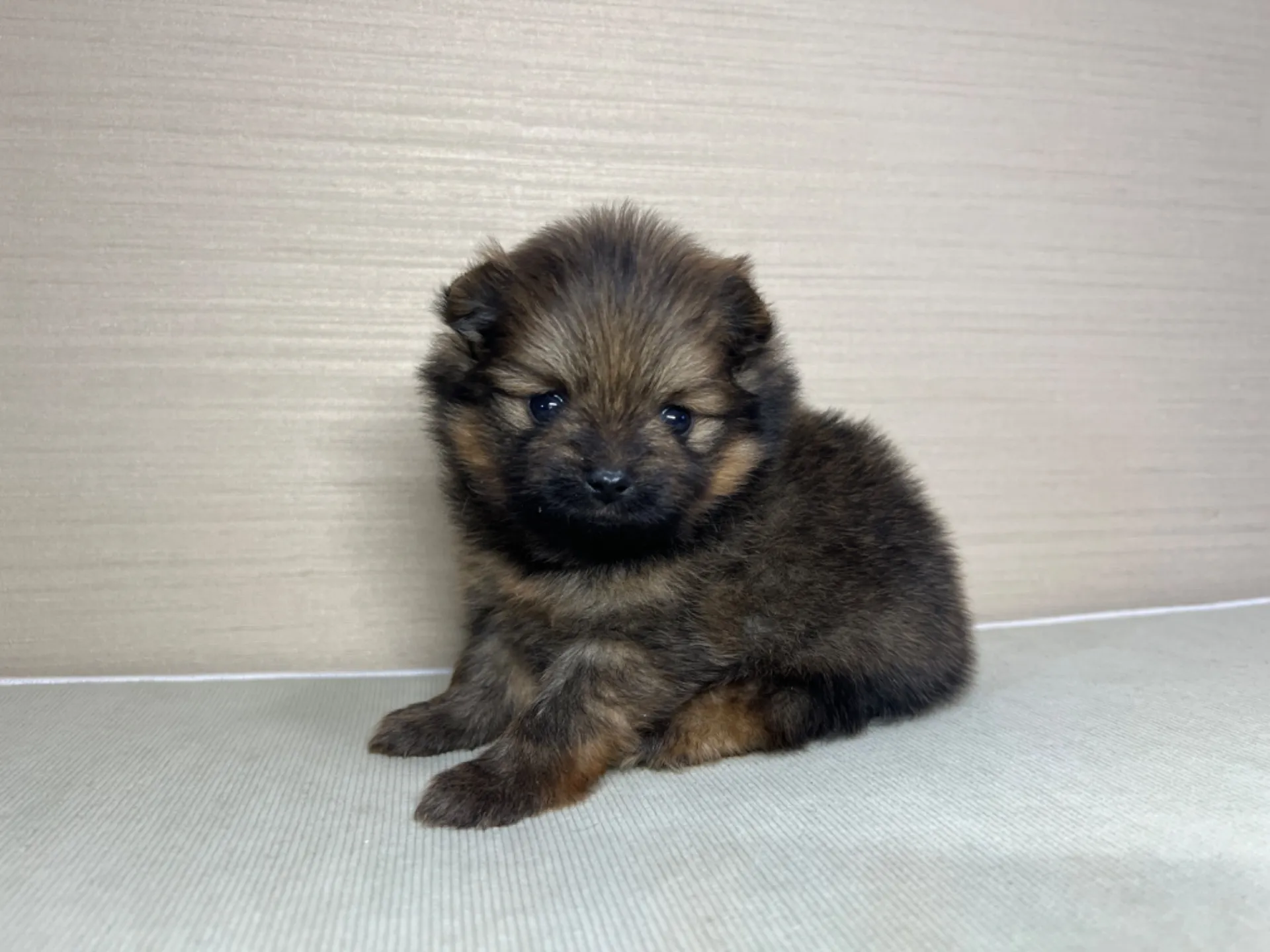 ポメラニアン(2/16)