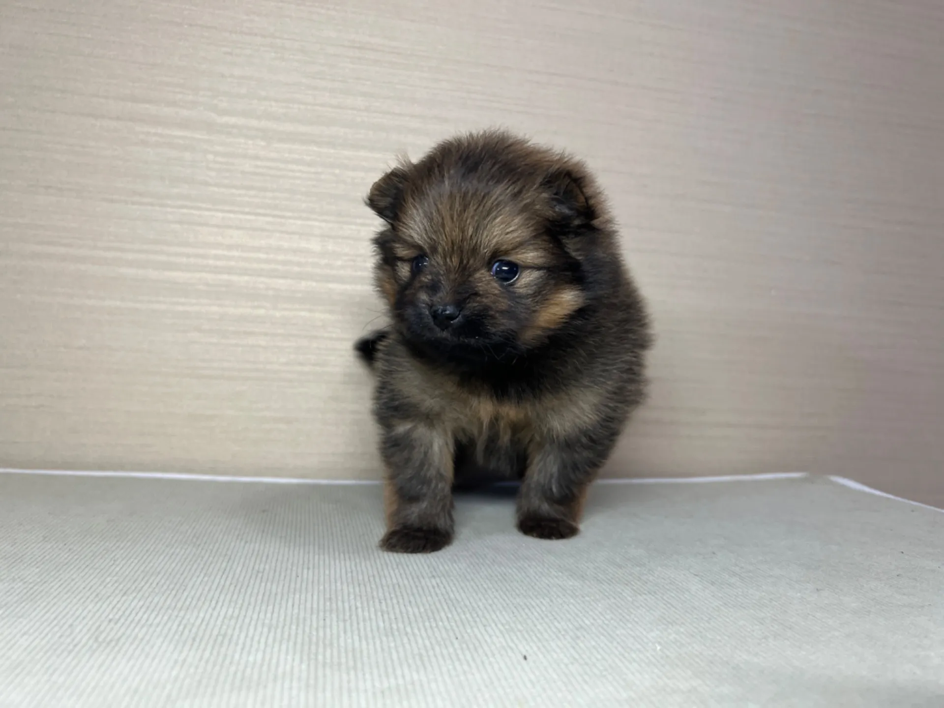 ポメラニアン(2/16)