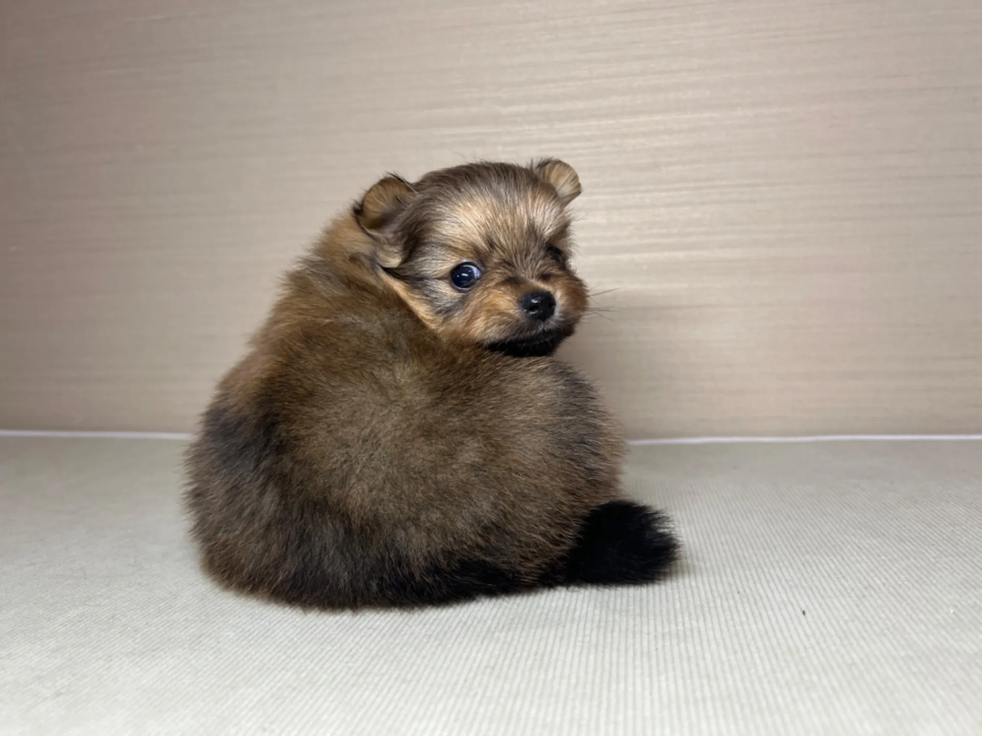 ポメラニアン(2/16)