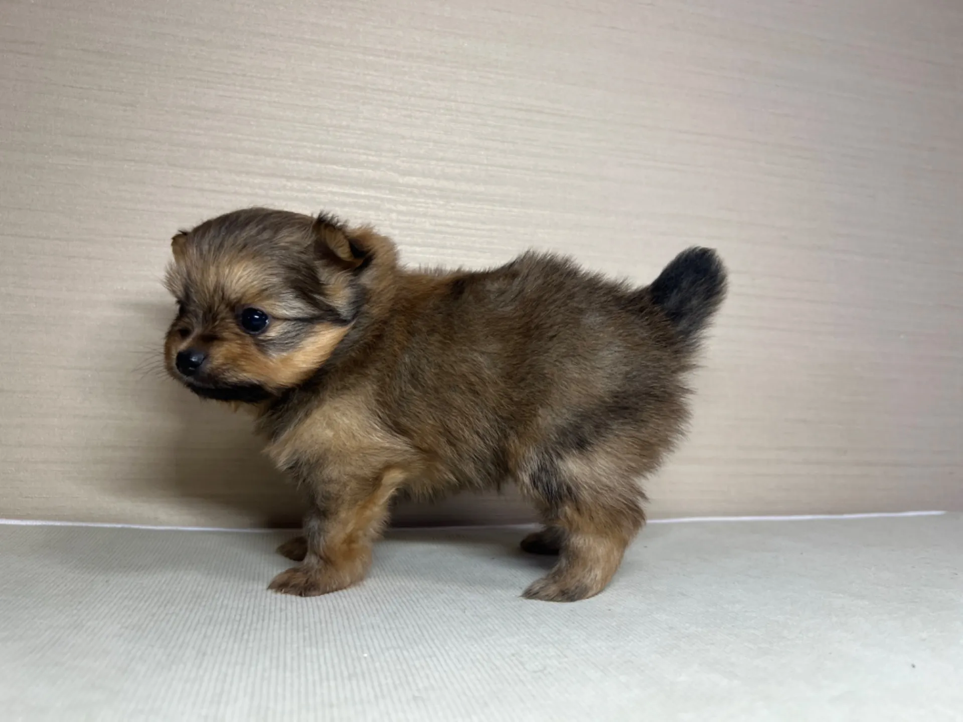 ポメラニアン(2/16)