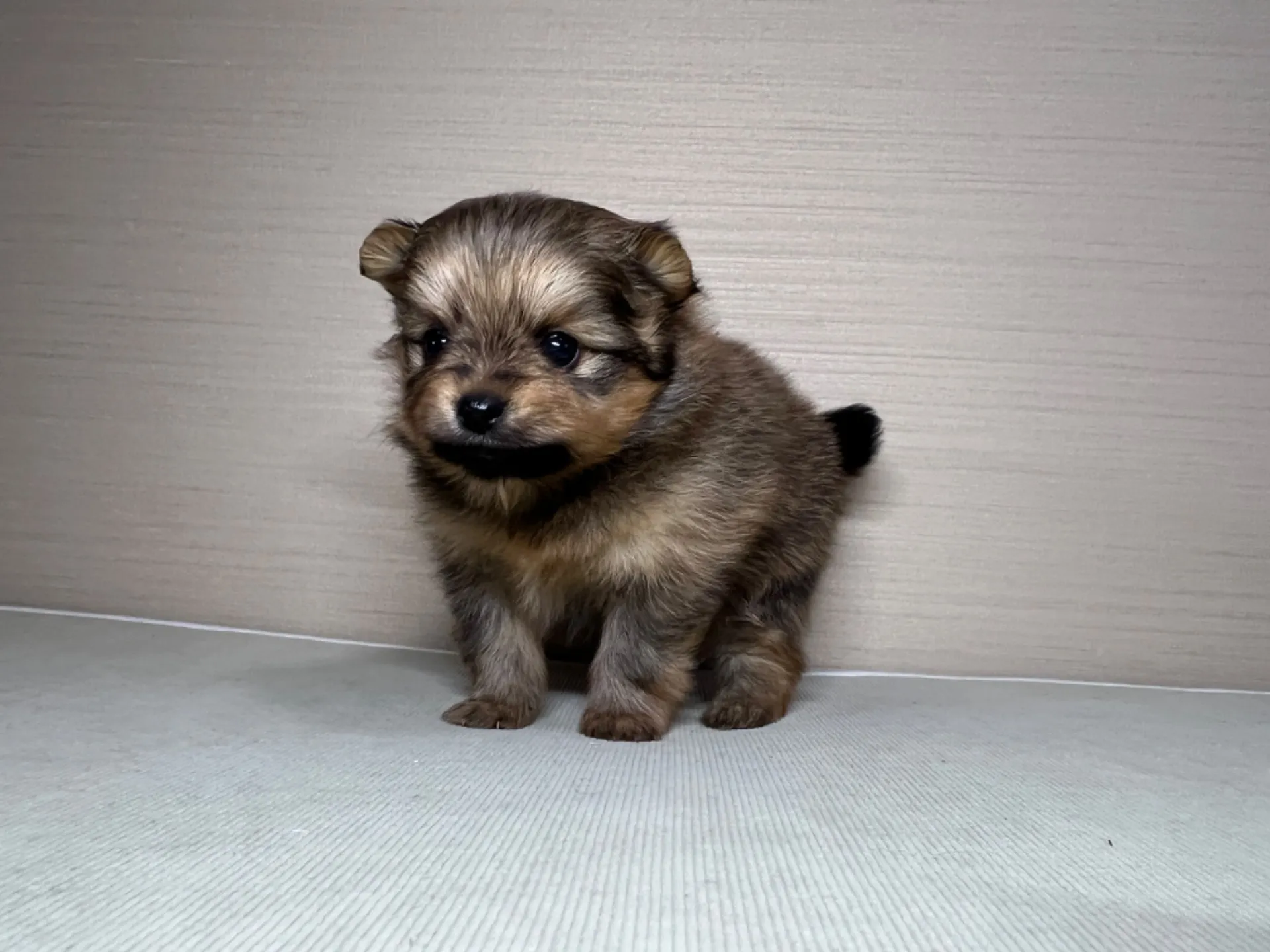 ポメラニアン(2/16)