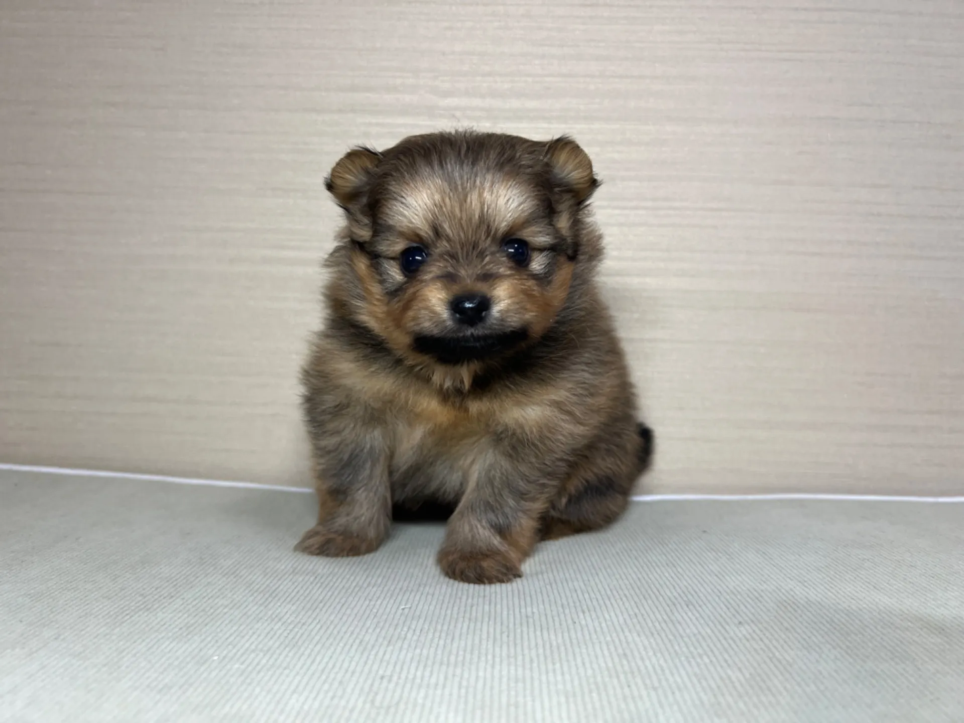 ポメラニアン(2/16)