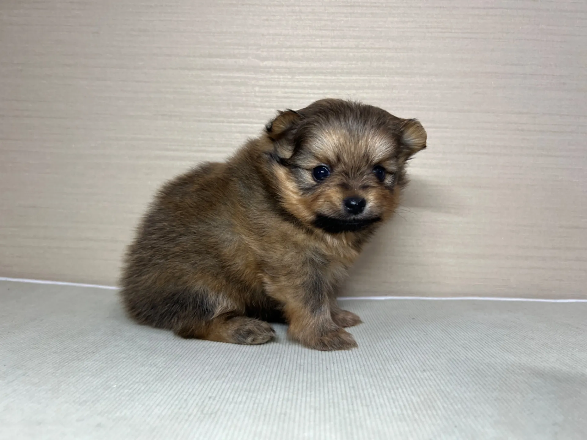 ポメラニアン(2/16)