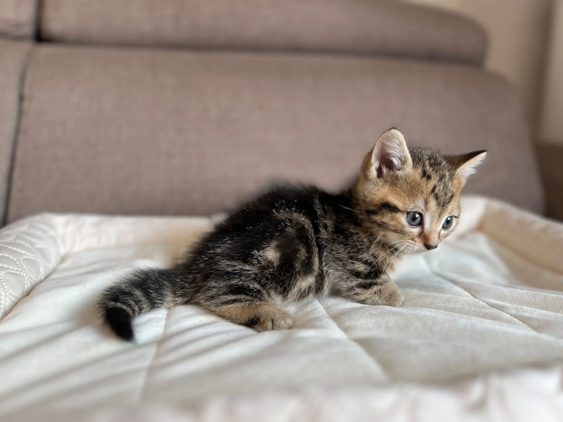 マンチカン(3/20生)