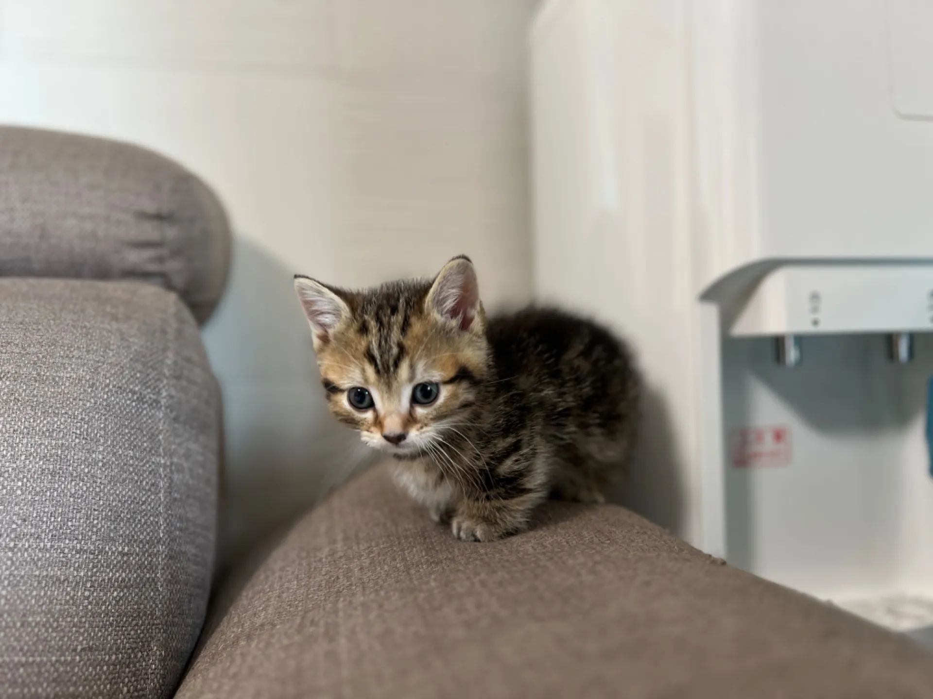 マンチカン(3/20生)