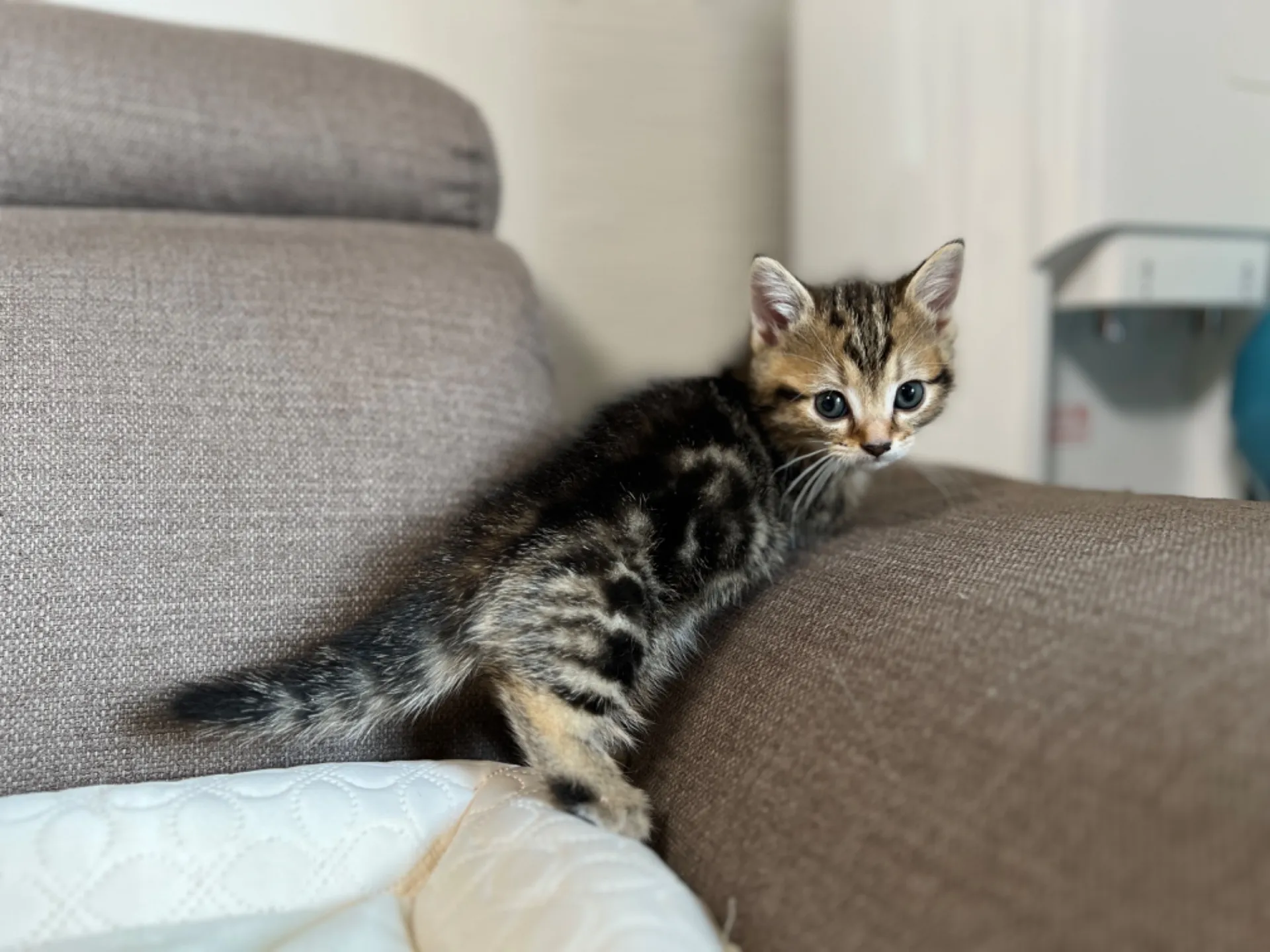 マンチカン(3/20生)