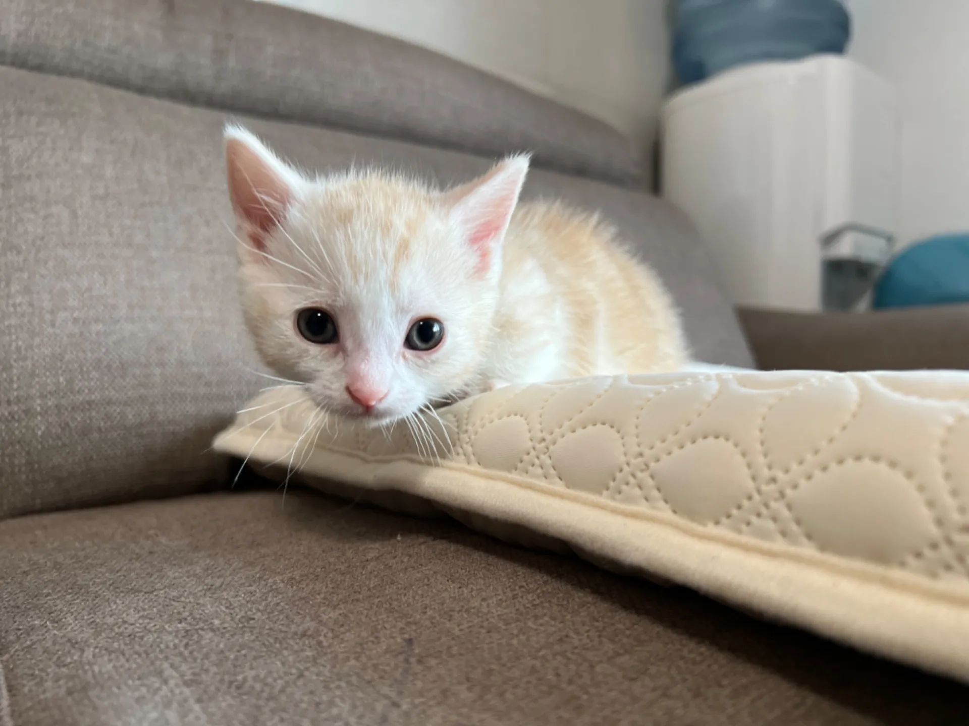 マンチカン(3/20生)