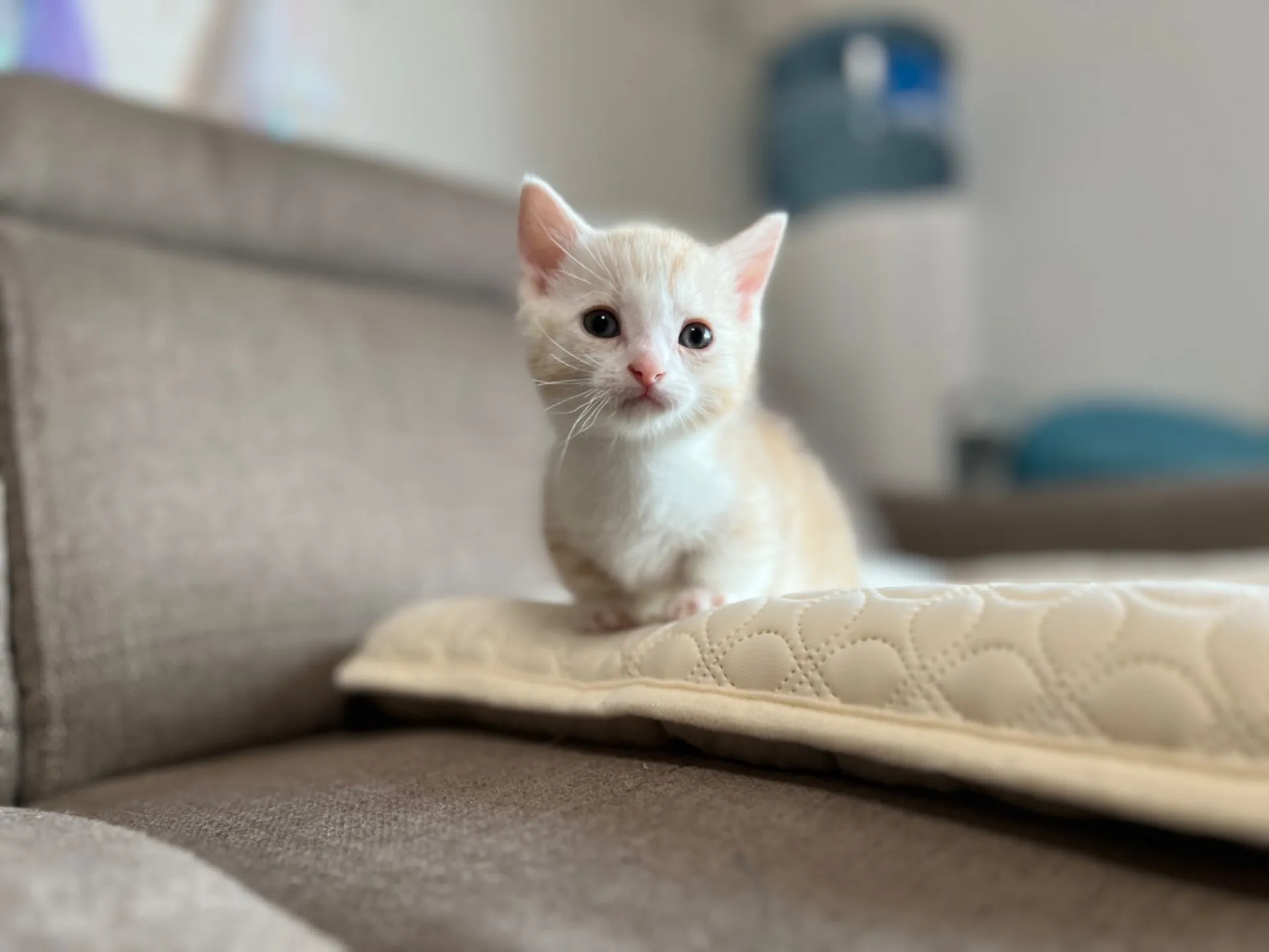 マンチカン(3/20生)