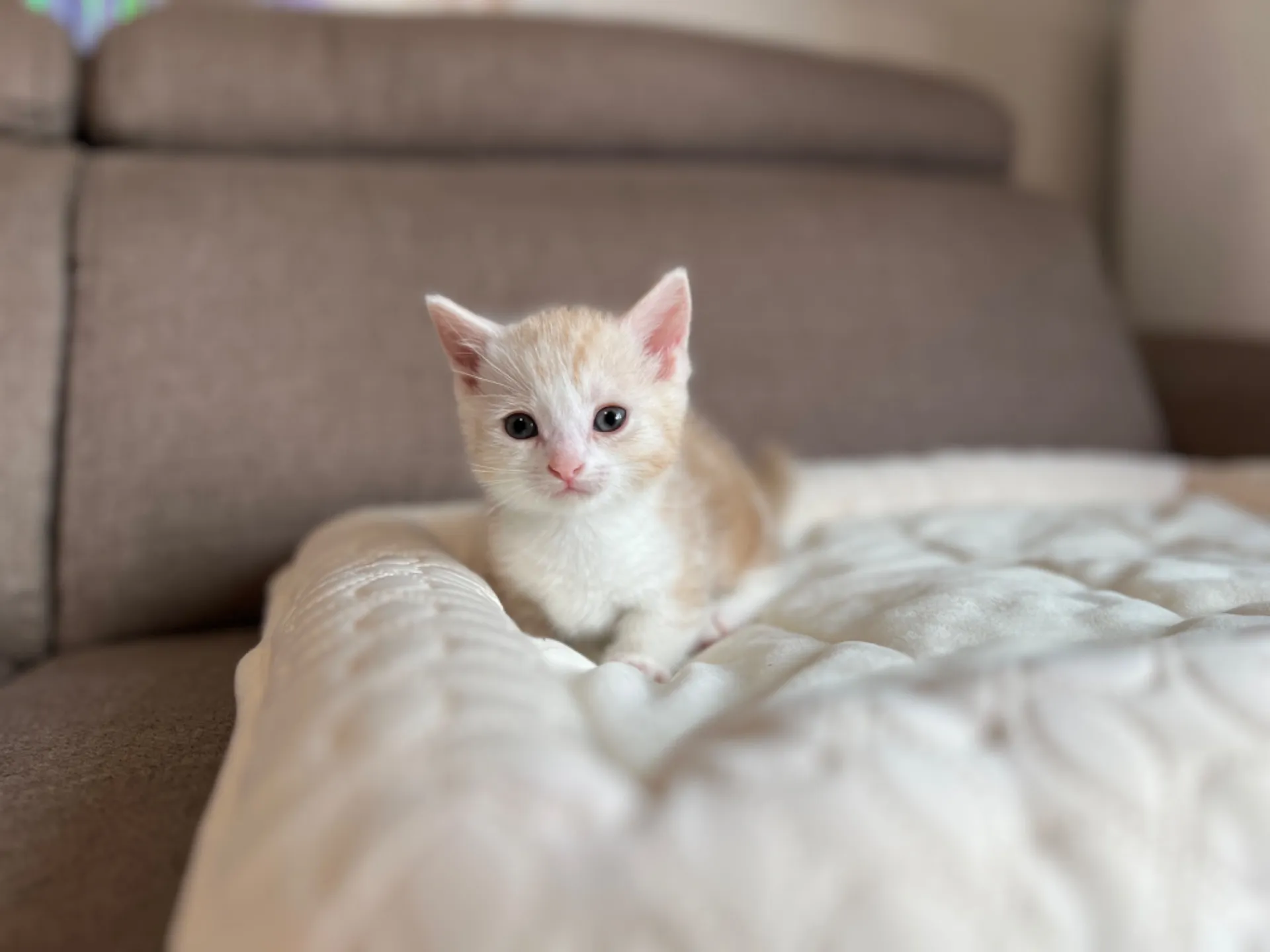 マンチカン(3/20生)