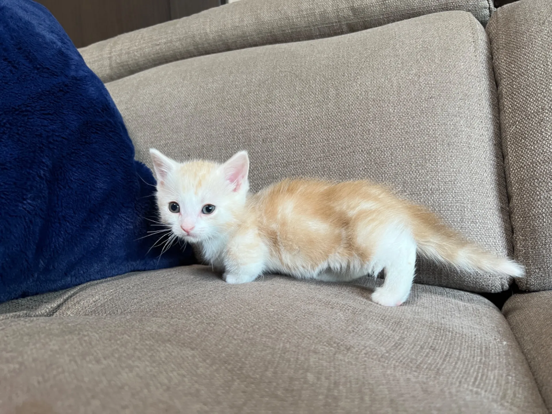 マンチカン(3/20生)