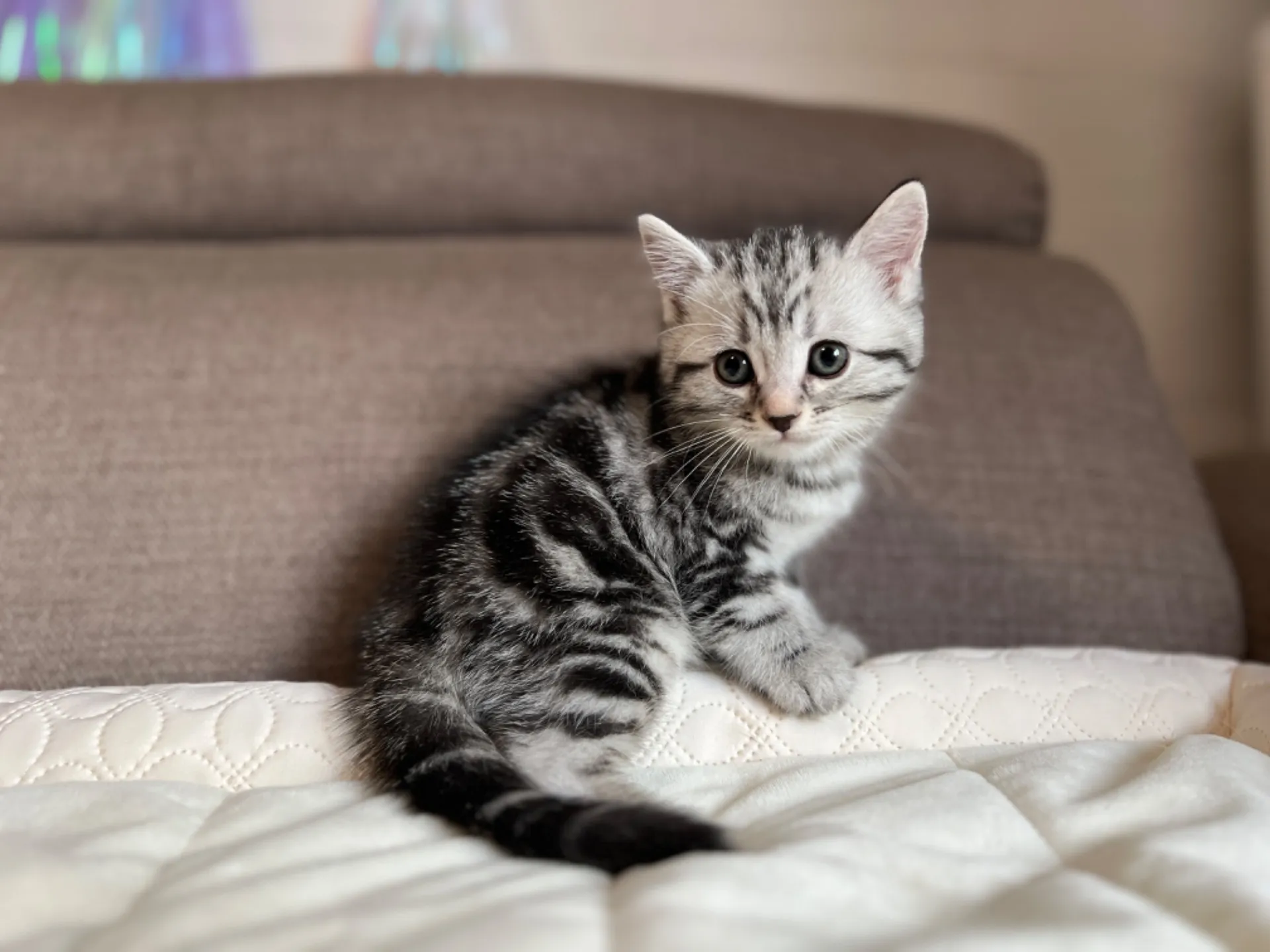 マンチカン(3/20生)