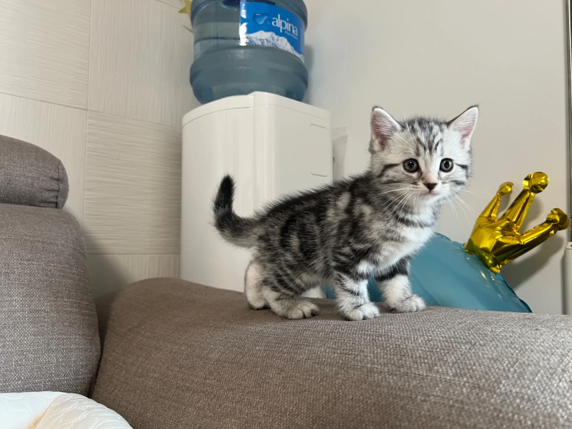 マンチカン(3/20生)