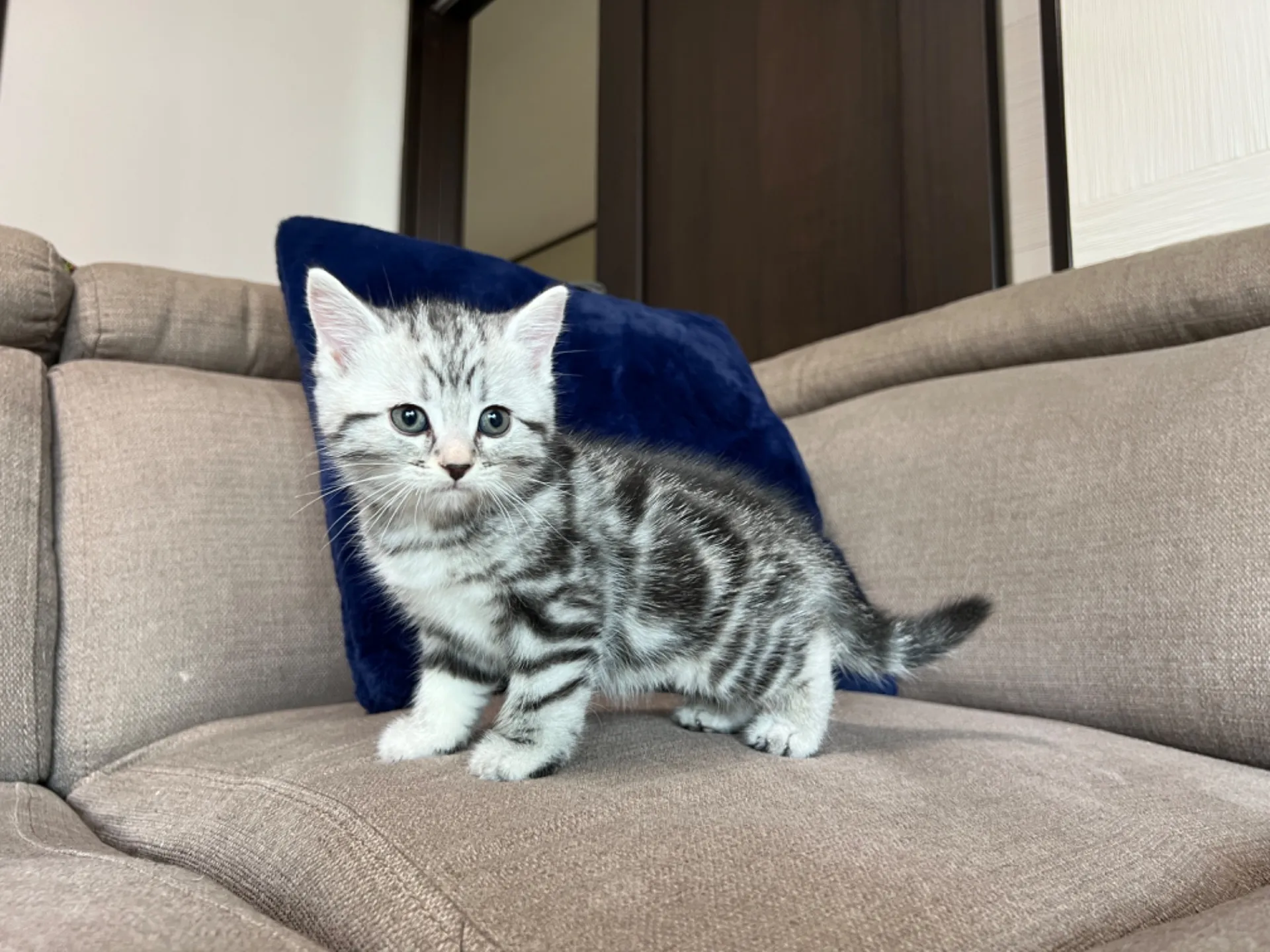 マンチカン(3/20生)