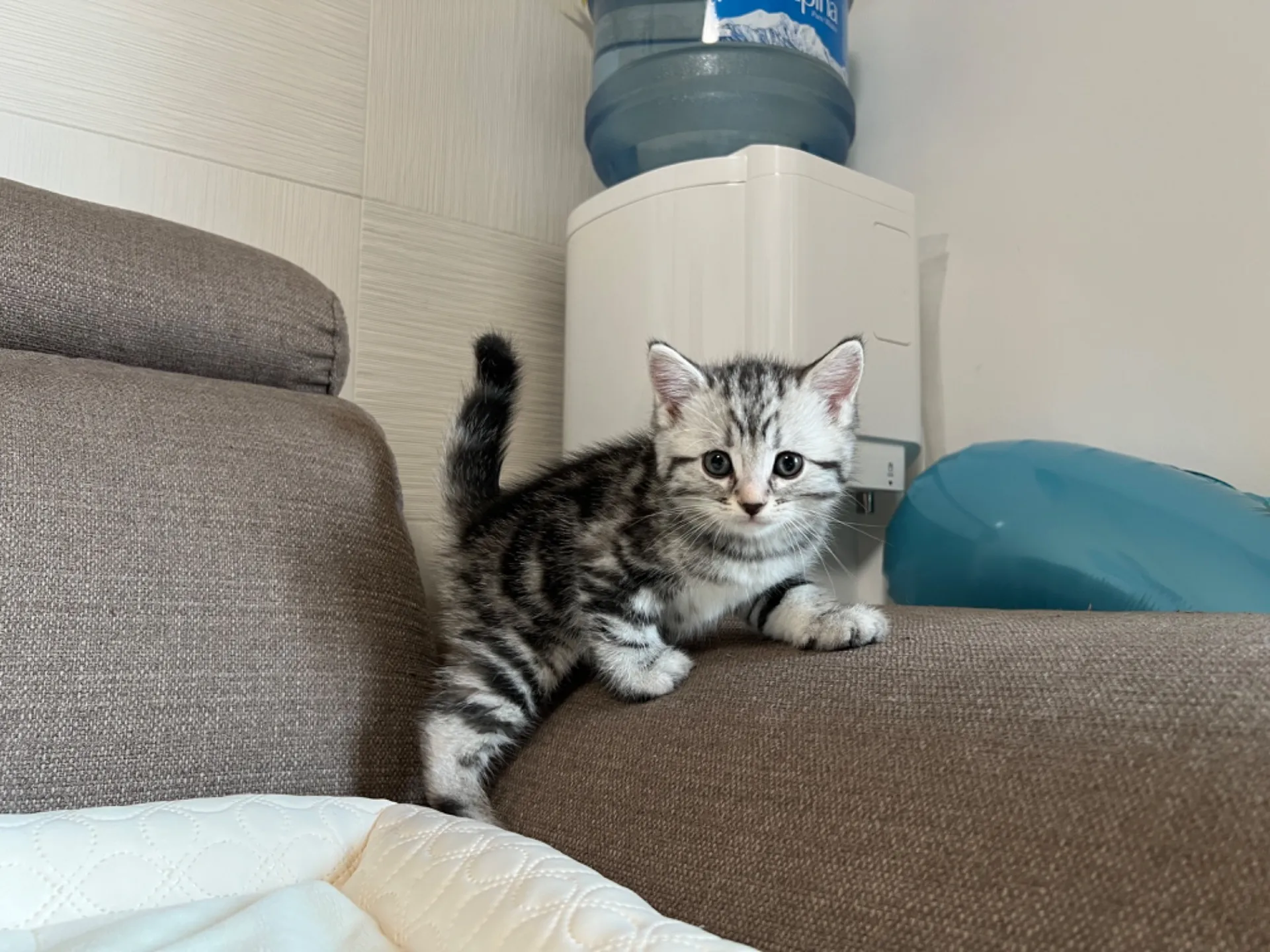 マンチカン(3/20生)