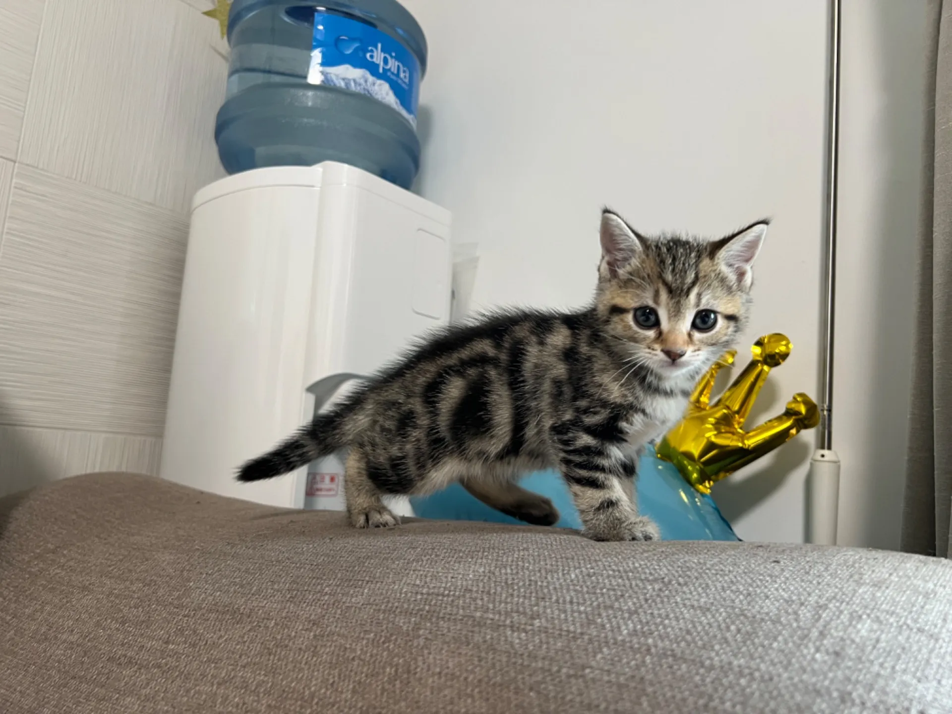 マンチカン(3/20生)