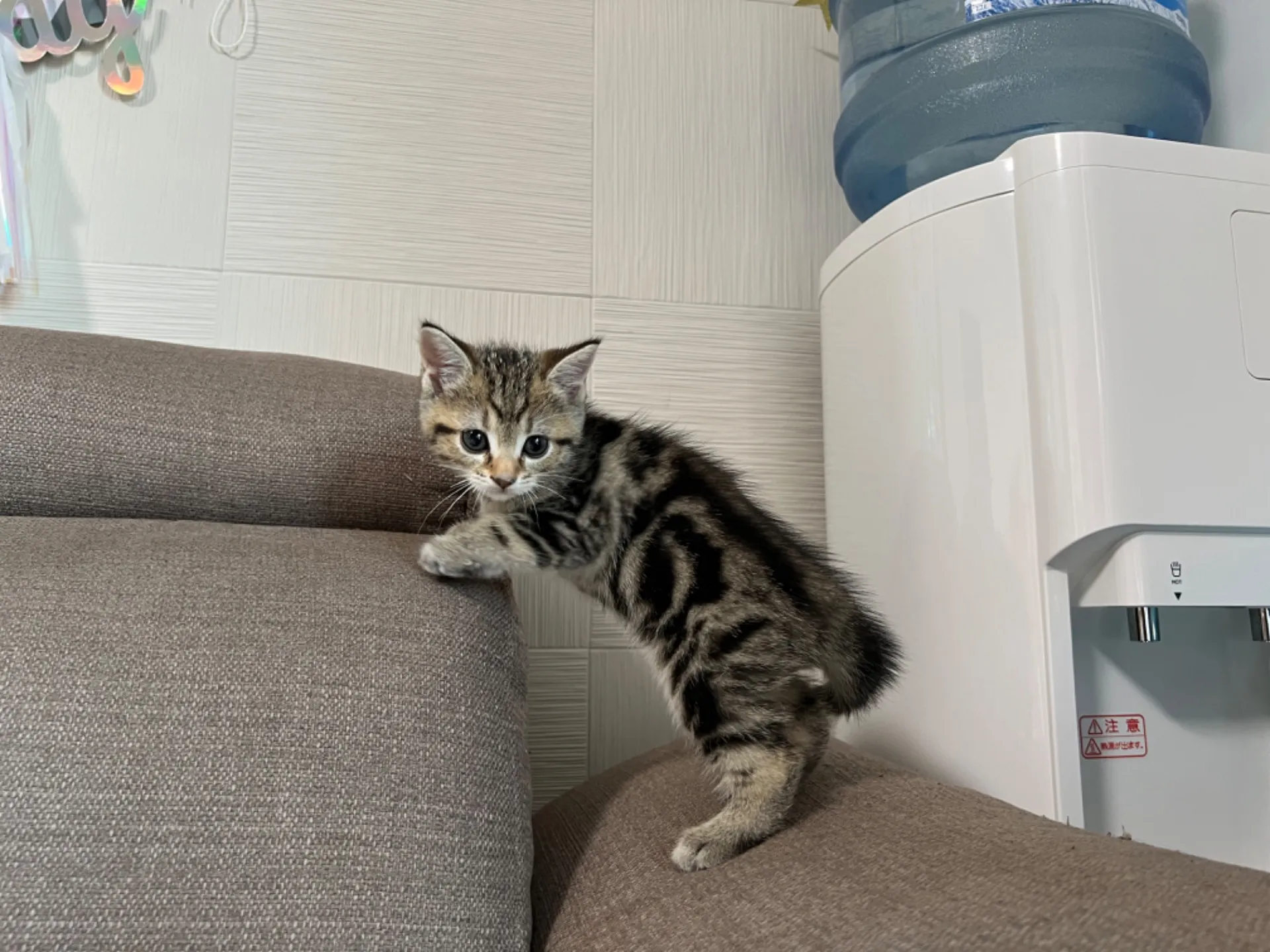 マンチカン(3/20生)