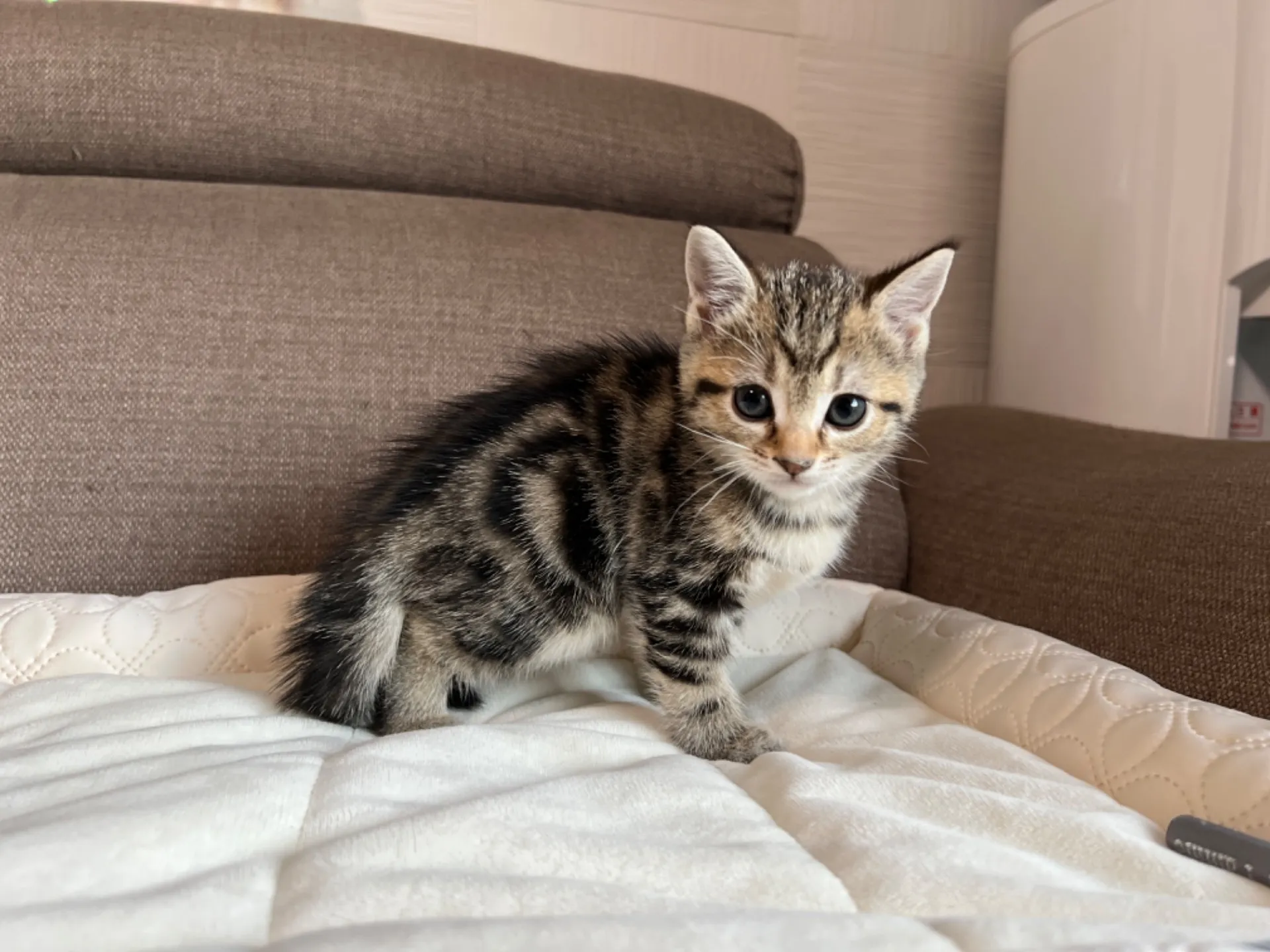 マンチカン(3/20生)