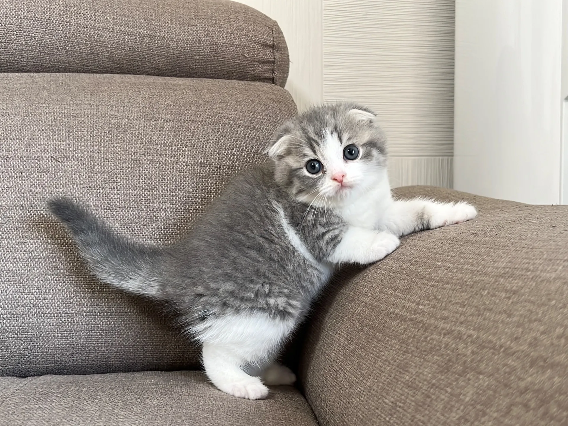 スコティッシュフォールド(3/22生)