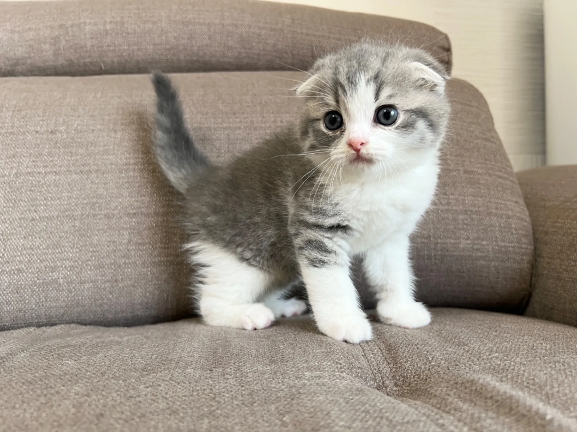 スコティッシュフォールド(3/22生)