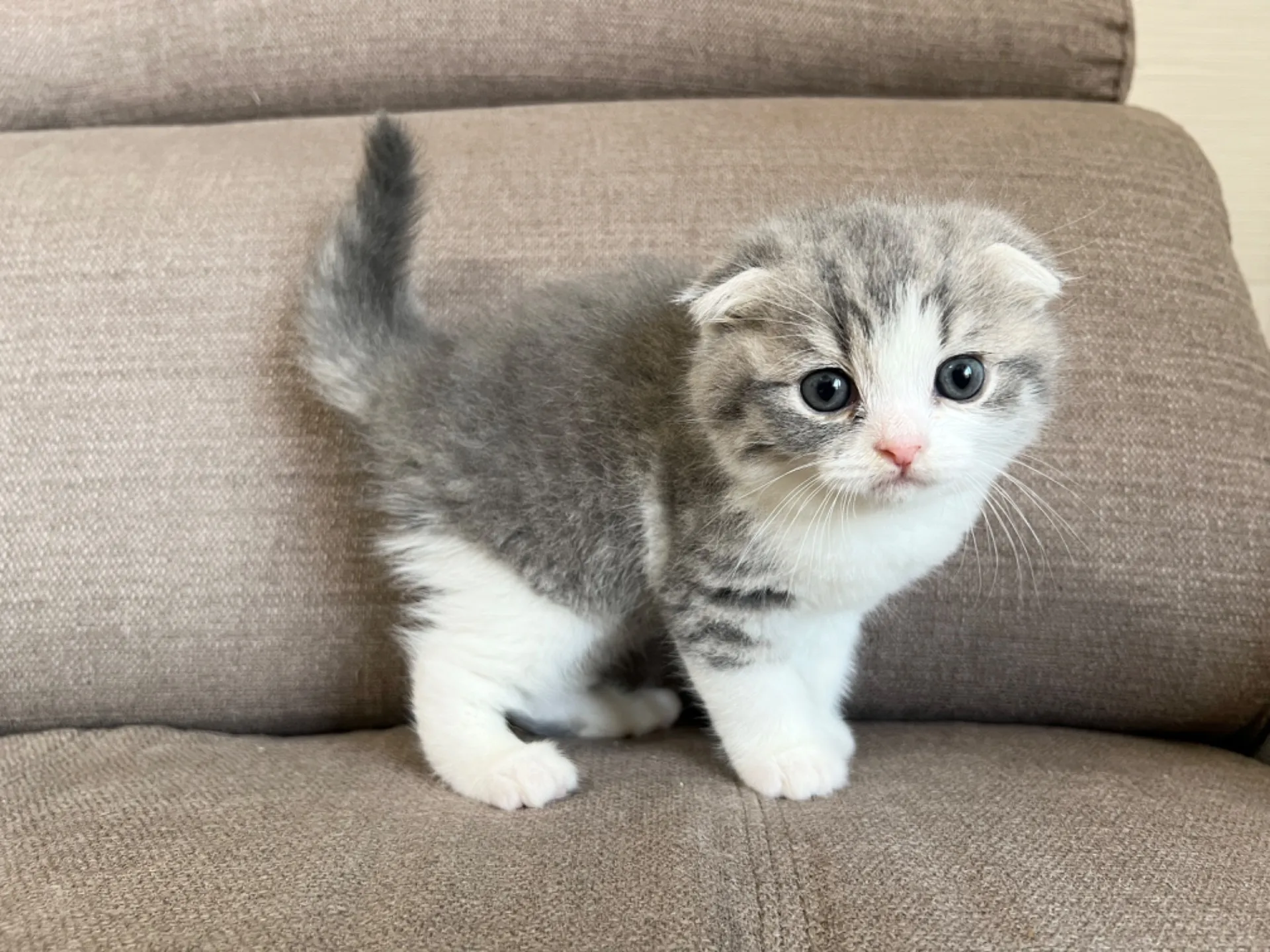 スコティッシュフォールド(3/22生)